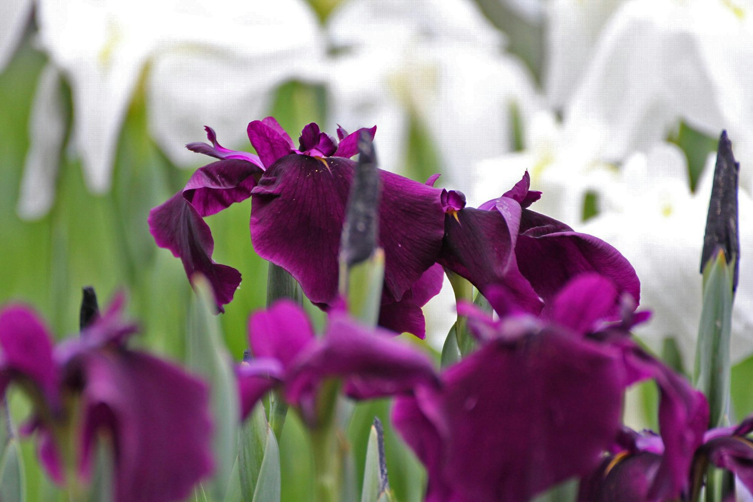 Schöne Szene mit blühenden lila und weißen Irisblumen