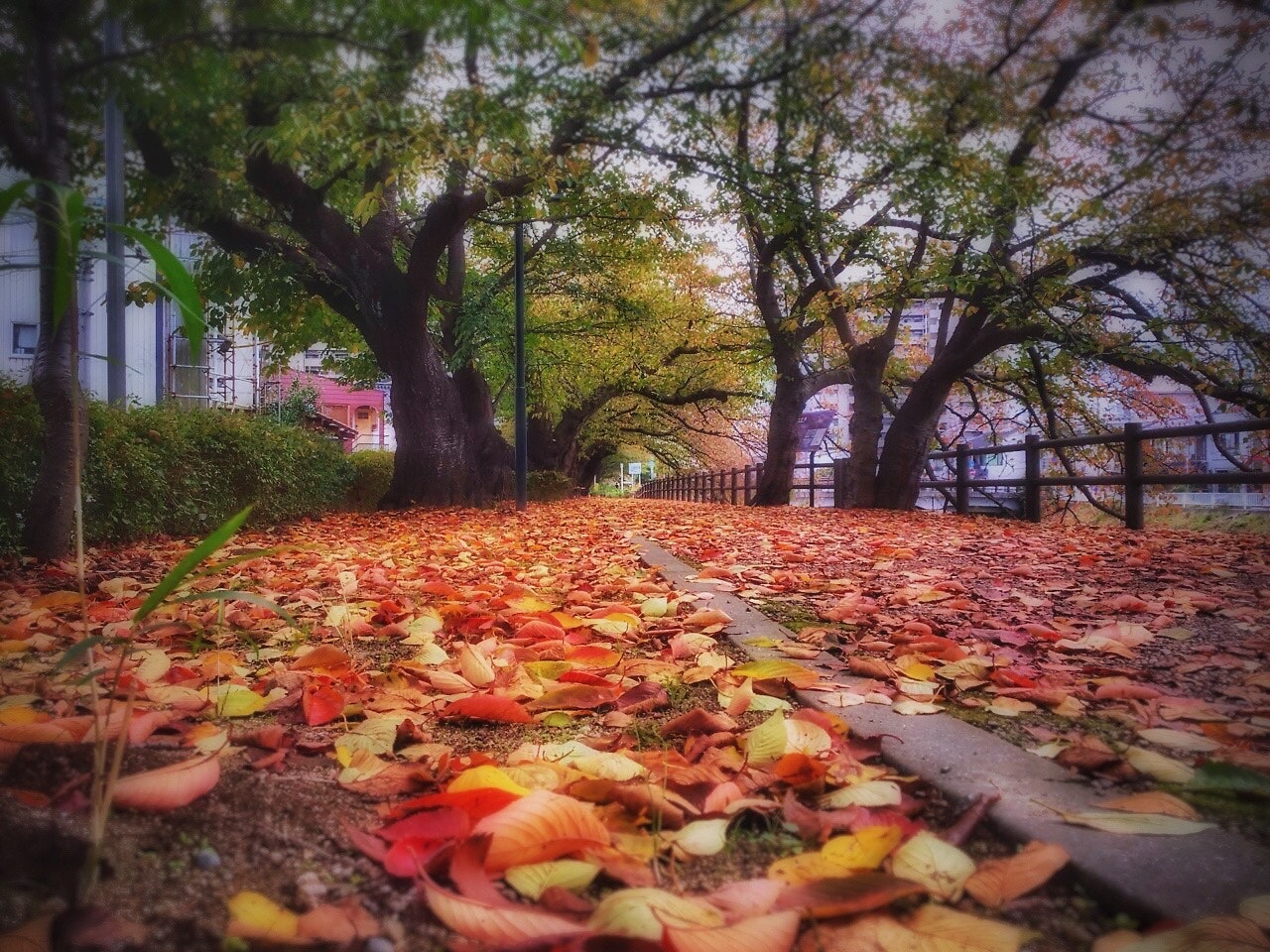 枯葉の絨毯が敷かれた並木道のローアングル風景