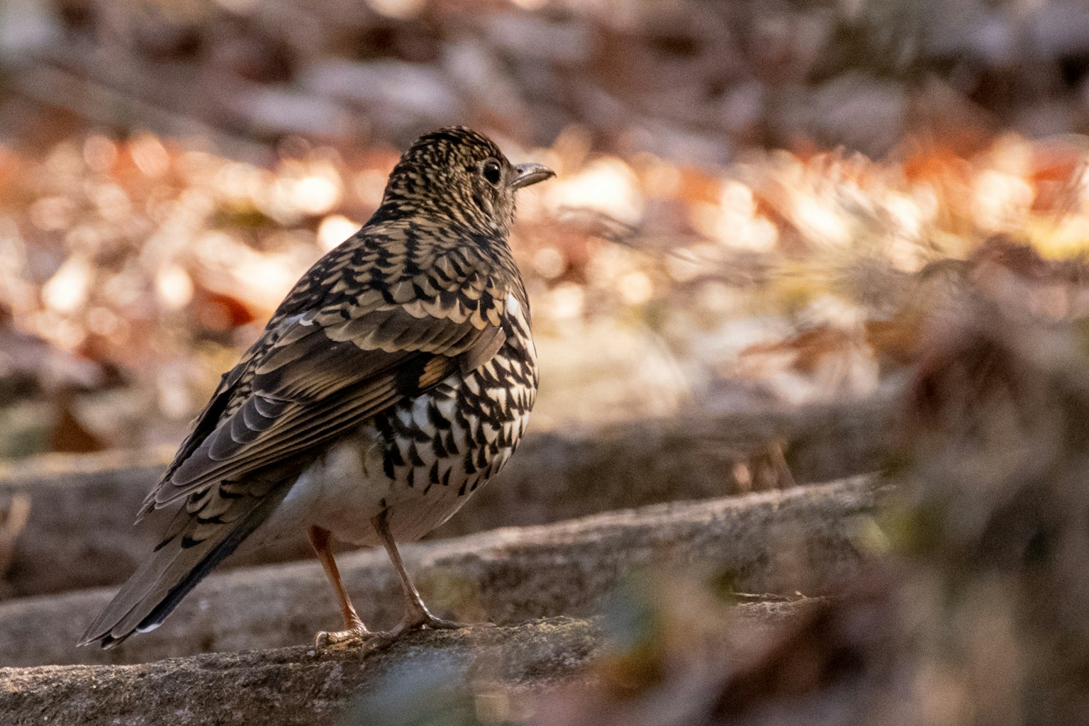 A small bird with brown feathers standing on a log