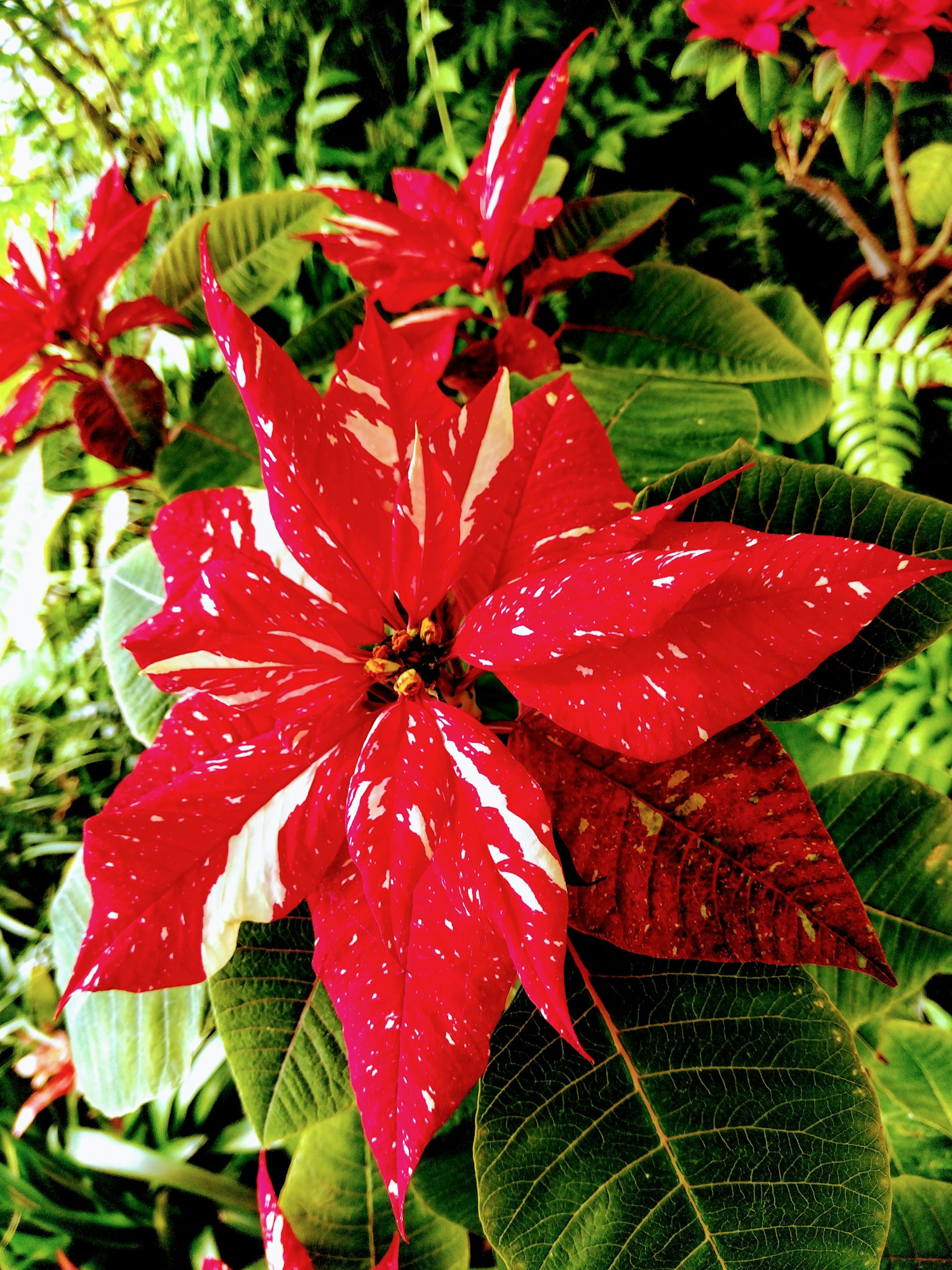 Flor roja vibrante con manchas blancas rodeada de hojas verdes
