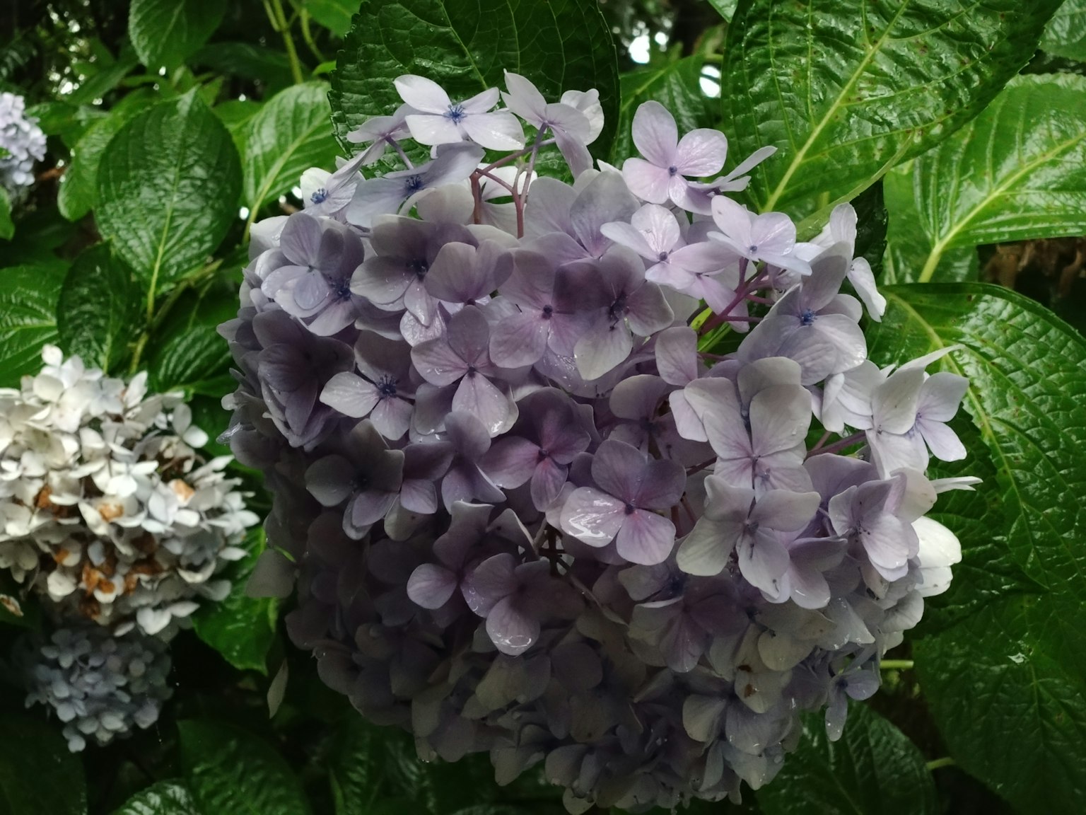 ทิวทัศน์สวนที่สวยงามมีดอกไฮเดรนเยียสีม่วงและใบเขียว