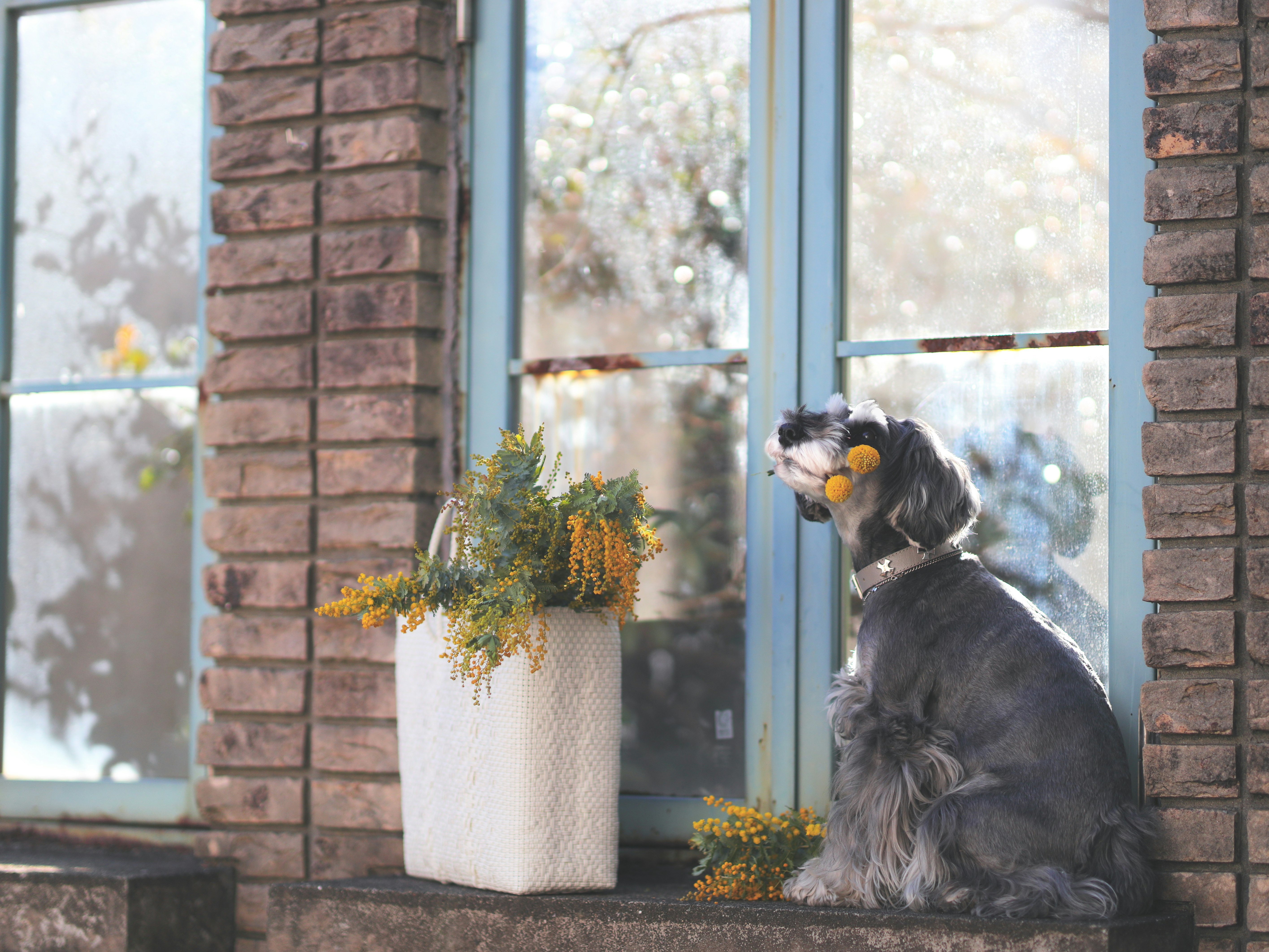 レンガの窓辺で花を見つめる犬