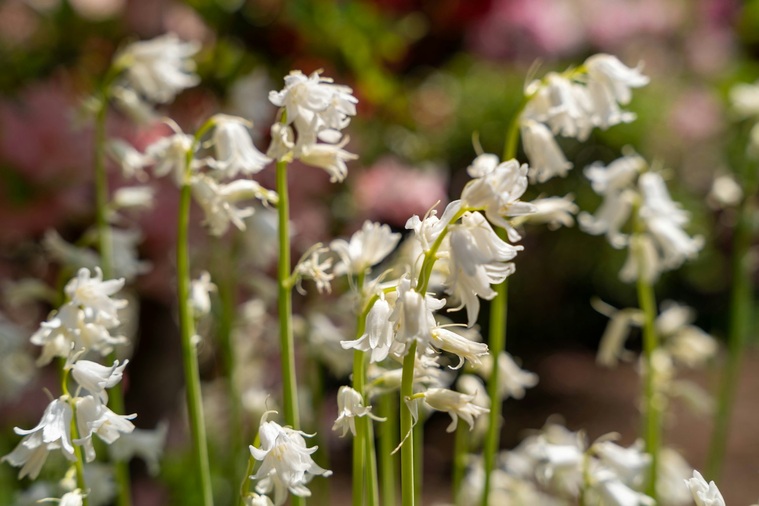Nahaufnahme von zarten weißen Blumen auf schlanken Stängeln mit bunten Blumen im Hintergrund