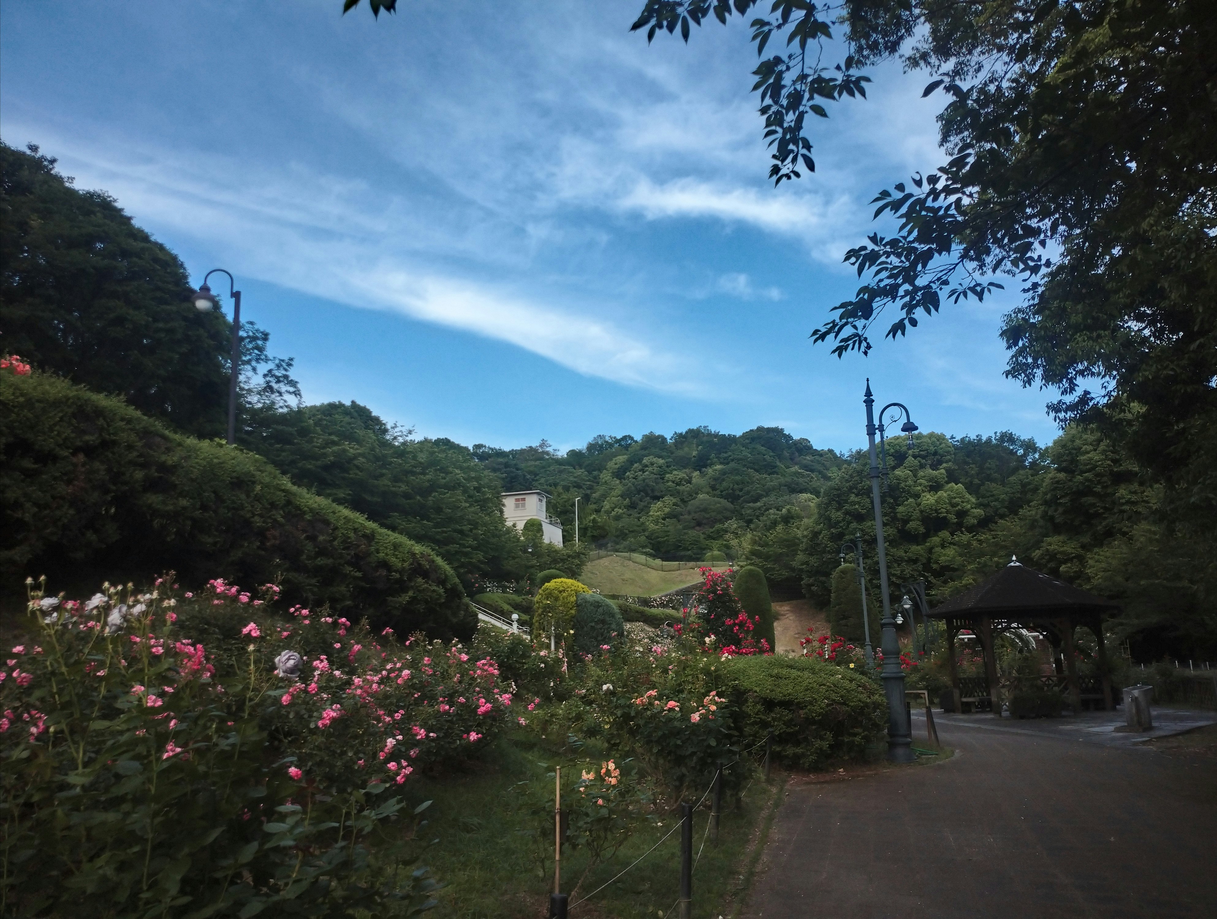 バラ咲く庭園の小道と木々、青空と雲