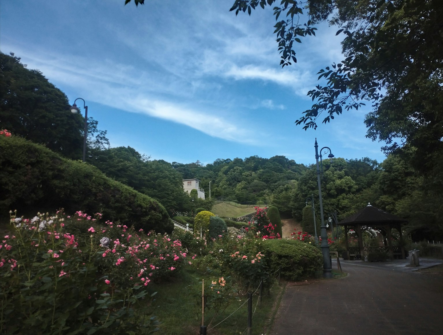 公園場景，藍天和郁郁蔥蔥的綠樹環繞著盛開的花朵