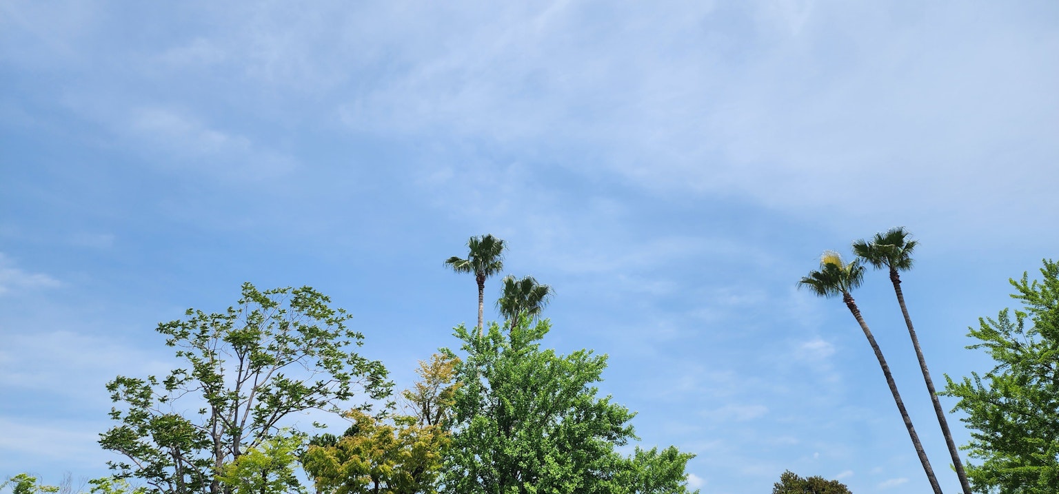 Landscape featuring tall trees against a blue sky