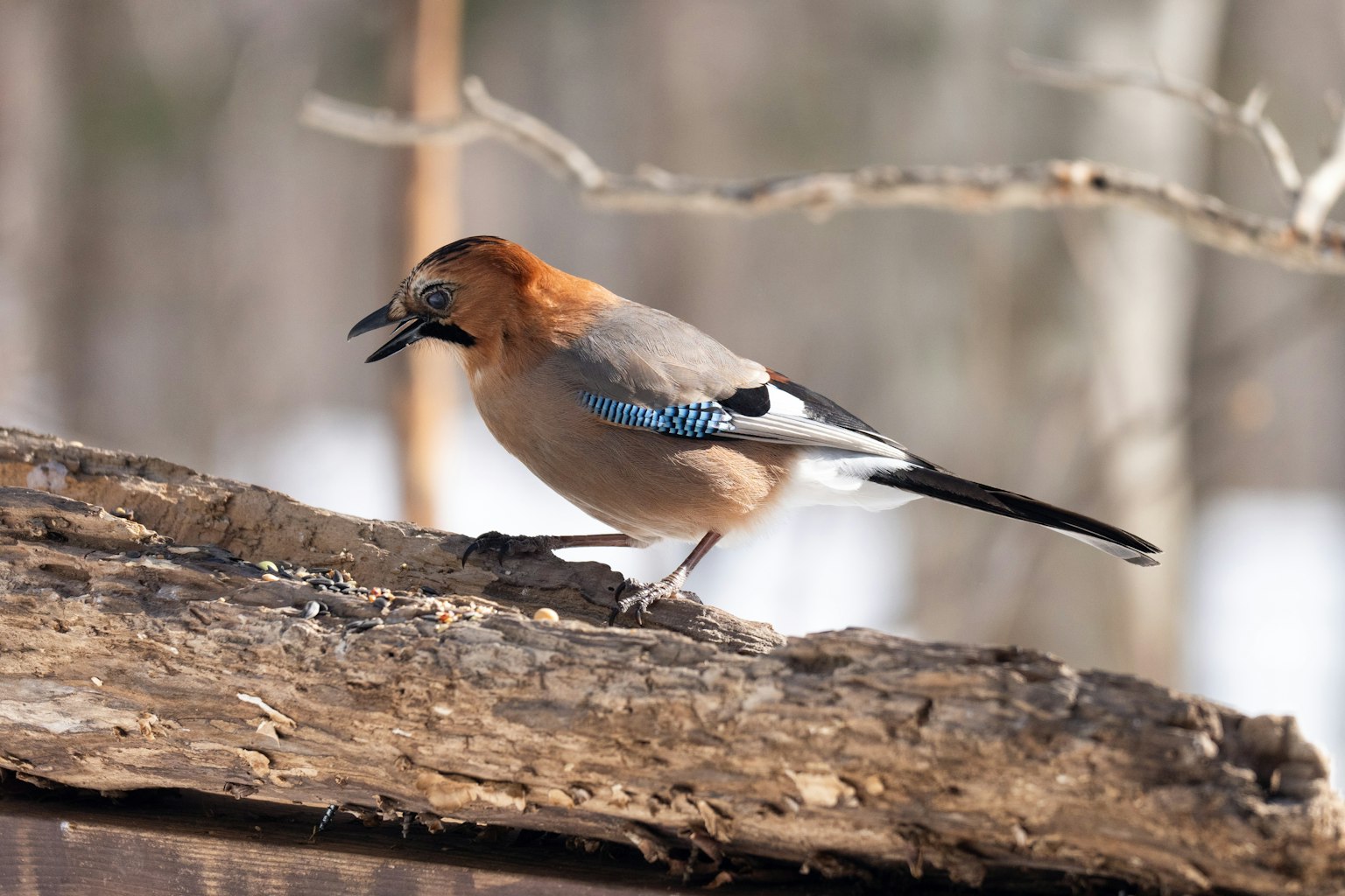 Ghiandaia eurasiatica appollaiata su un tronco con piumaggio arancione e blu distintivo