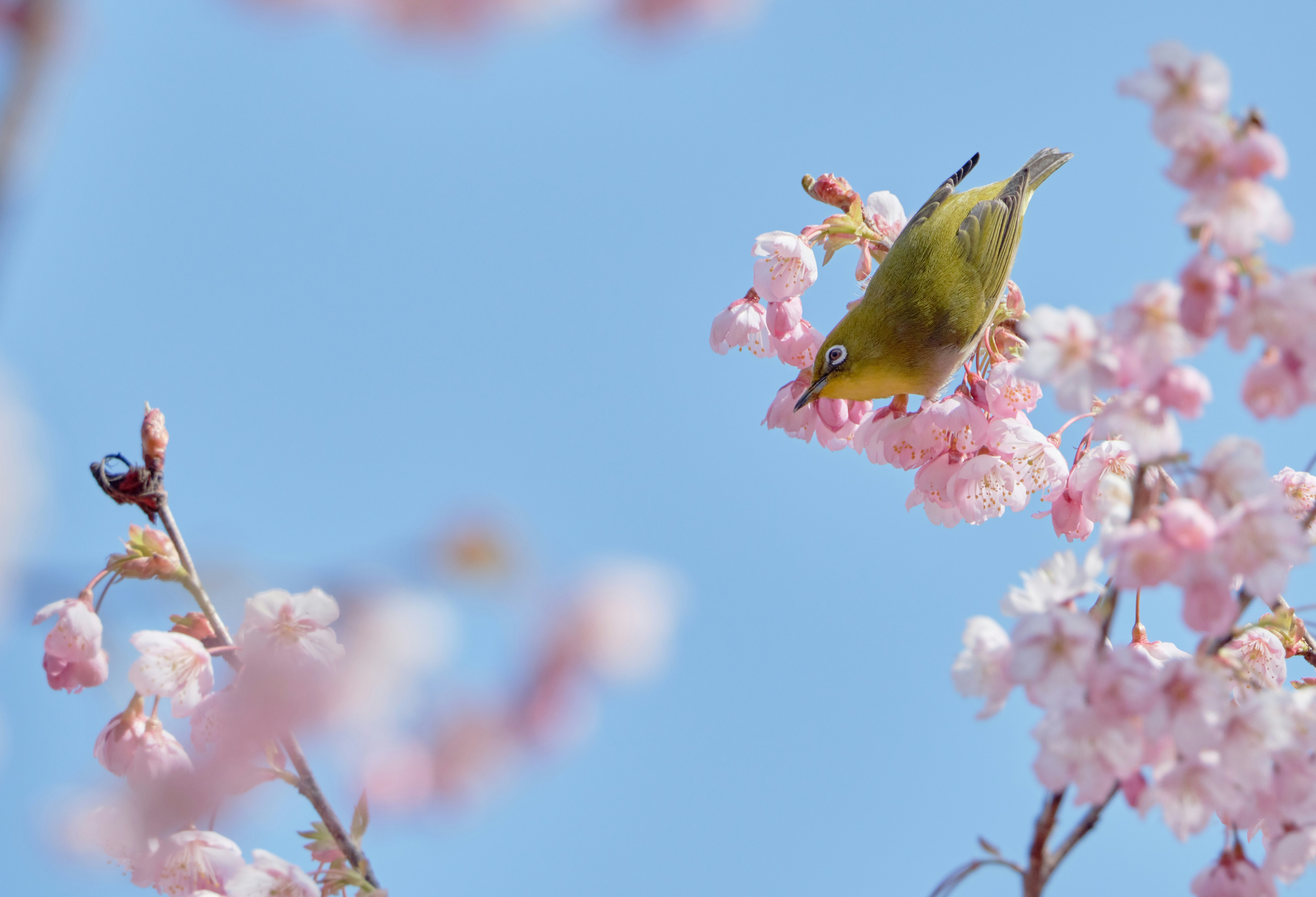 桜の花の間で蜜を吸う小さな黄色い鳥