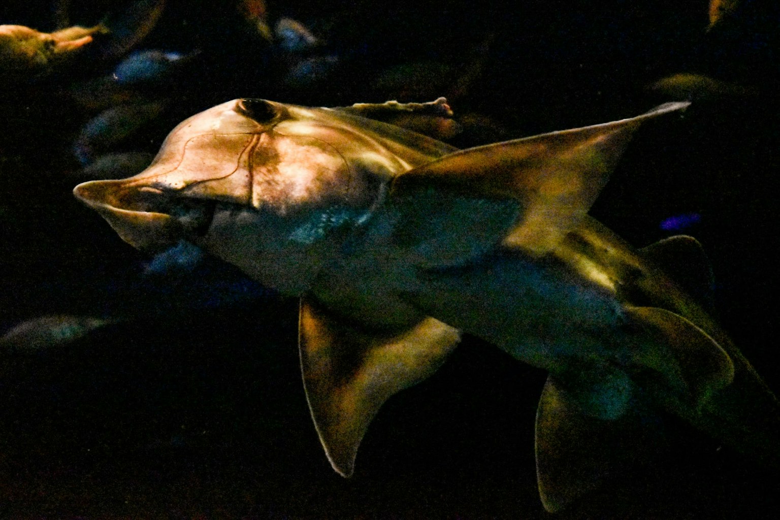 Immagine di un pesce simile a uno squalo che nuota in acqua scura