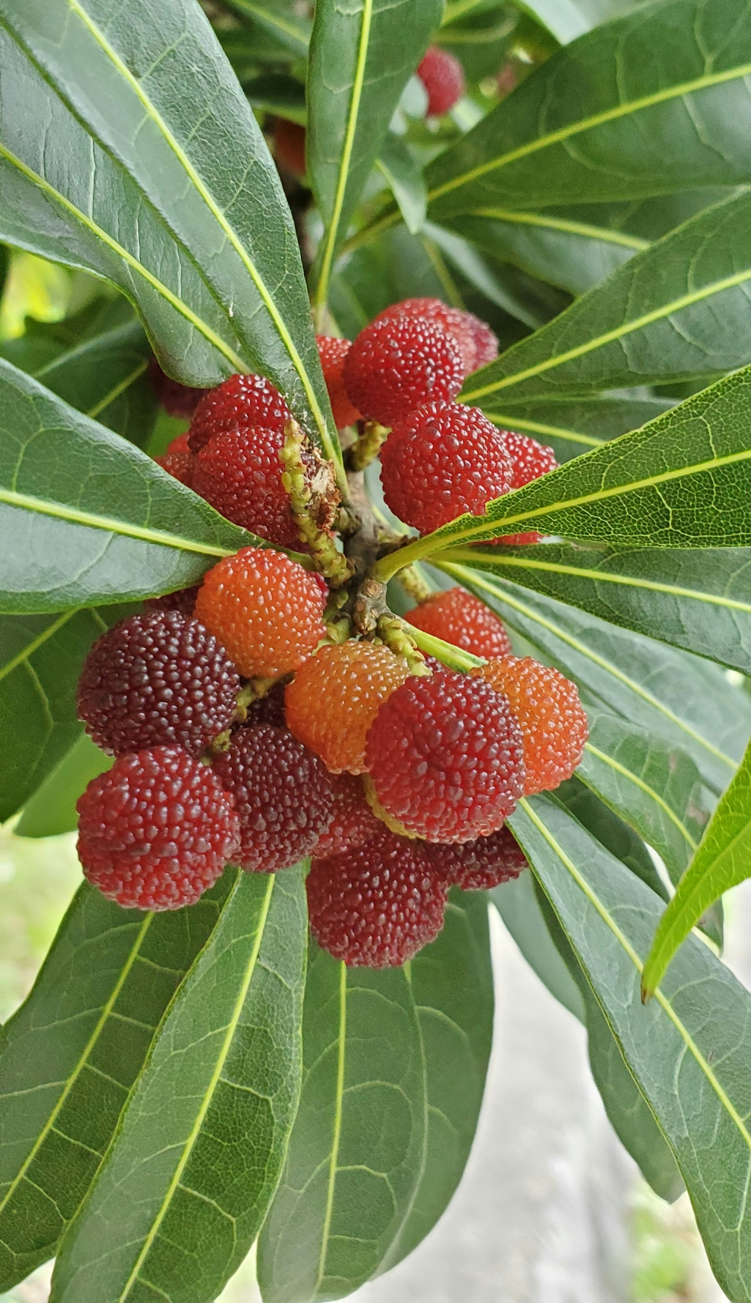 Clusters of red and orange fruits among vibrant green leaves
