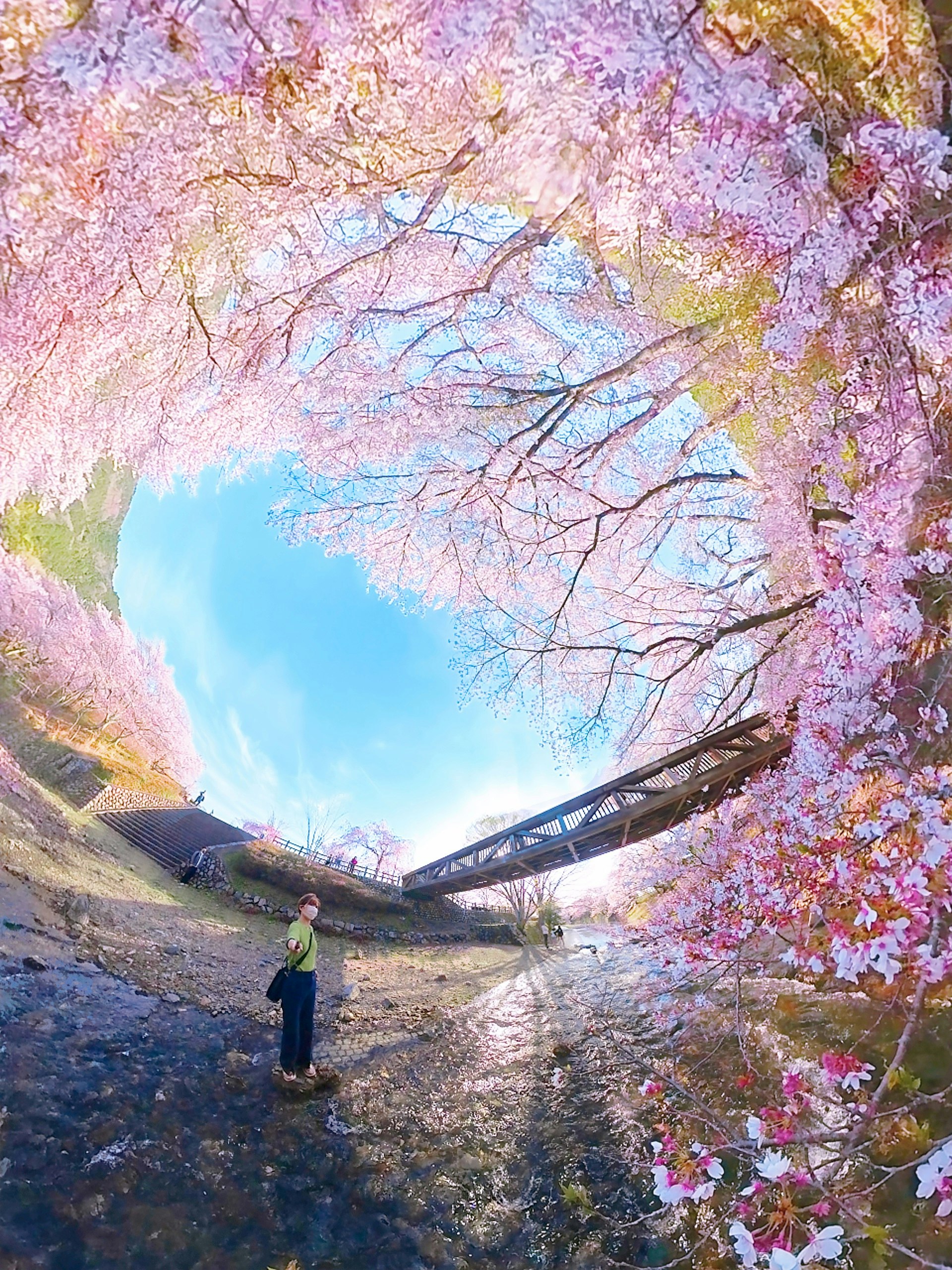 桜並木の下で小道を歩く人と青空