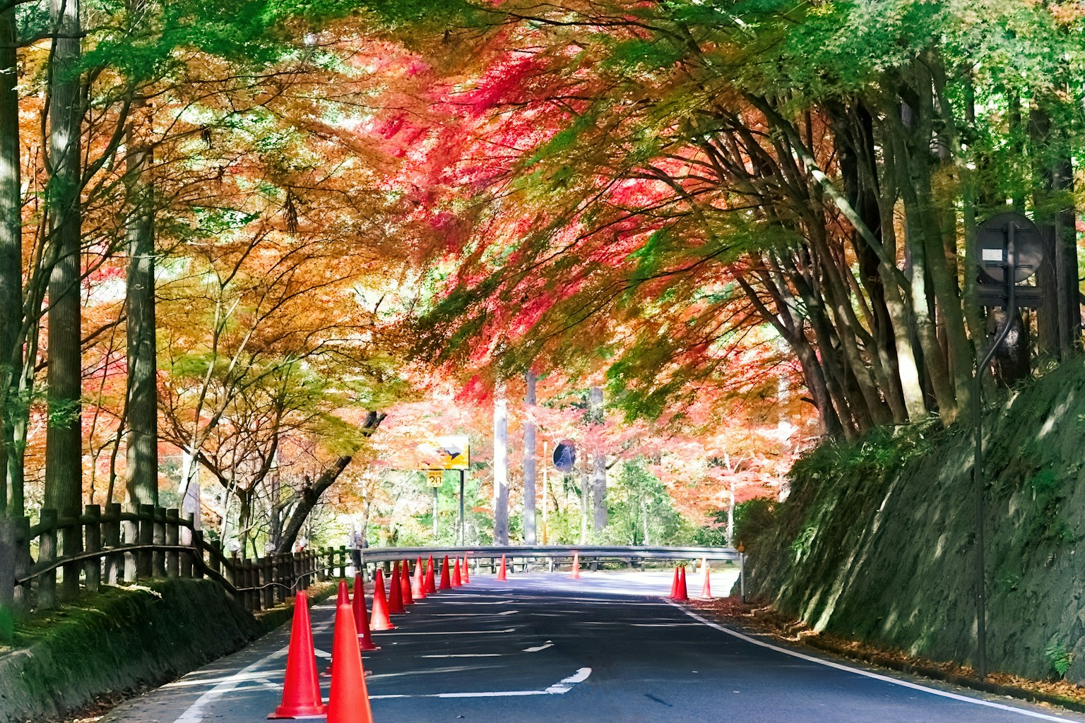 色彩斑斕的秋天樹葉下的風景道路和橙色錐形標誌