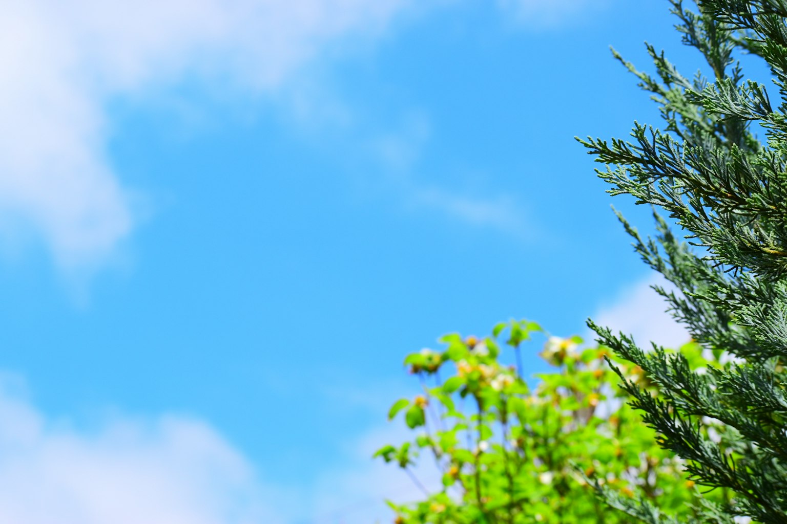 Paisaje con cielo azul y árboles verdes