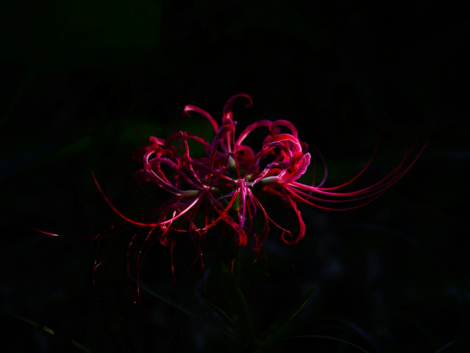 Un magnifico giglio rosso che brilla nell'oscurità