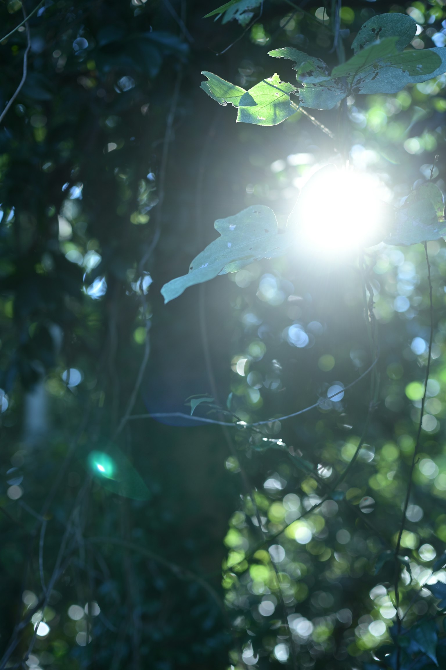 Lumière du soleil filtrant à travers des feuilles vertes