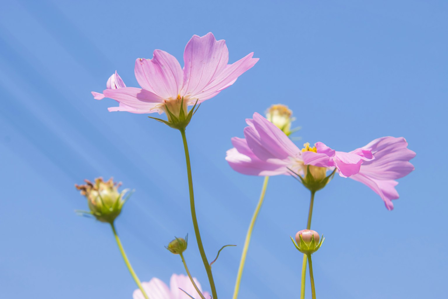 Hoa cosmos hồng trên nền trời xanh