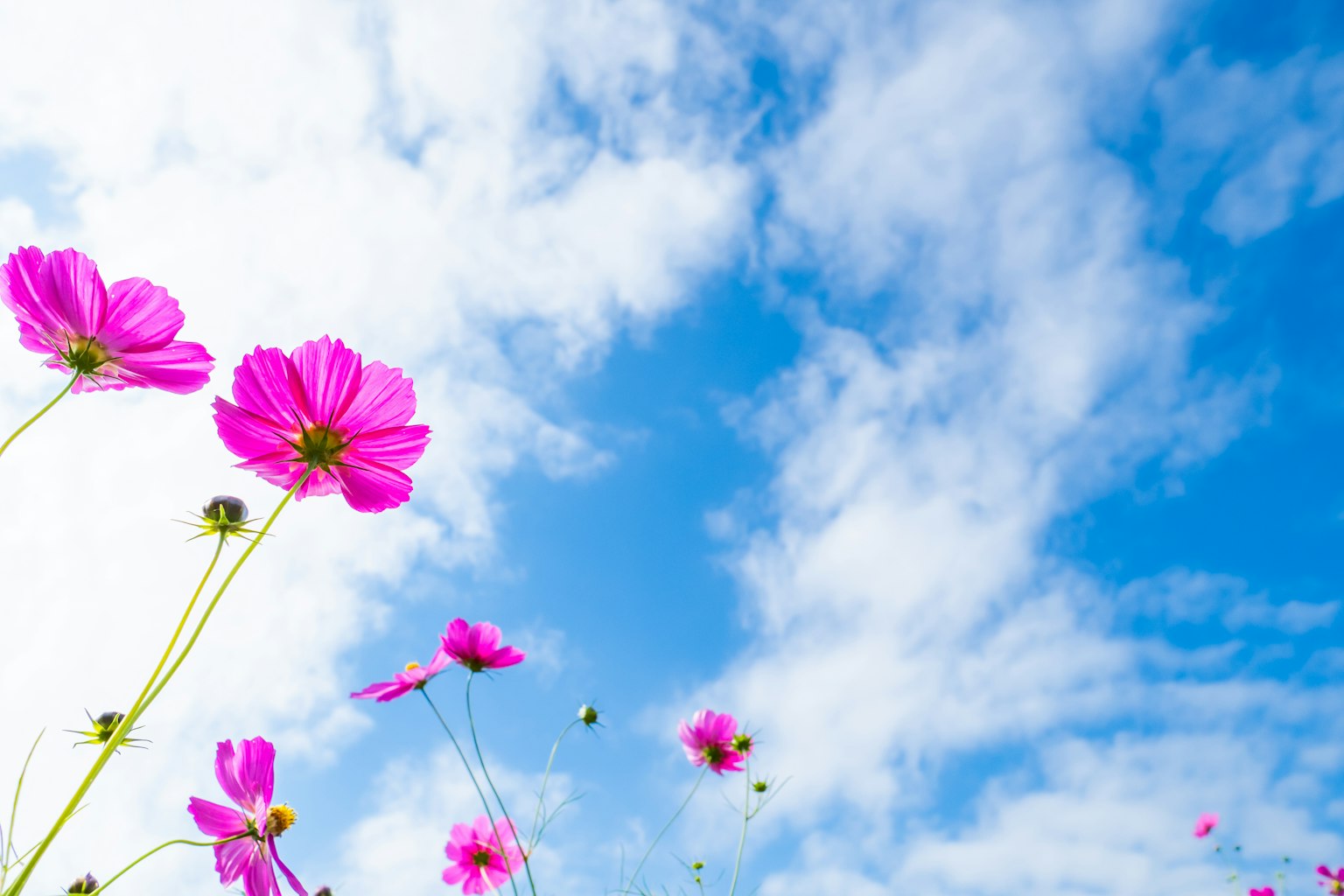 Close-up of pink flowers with blue sky and white clouds in the background