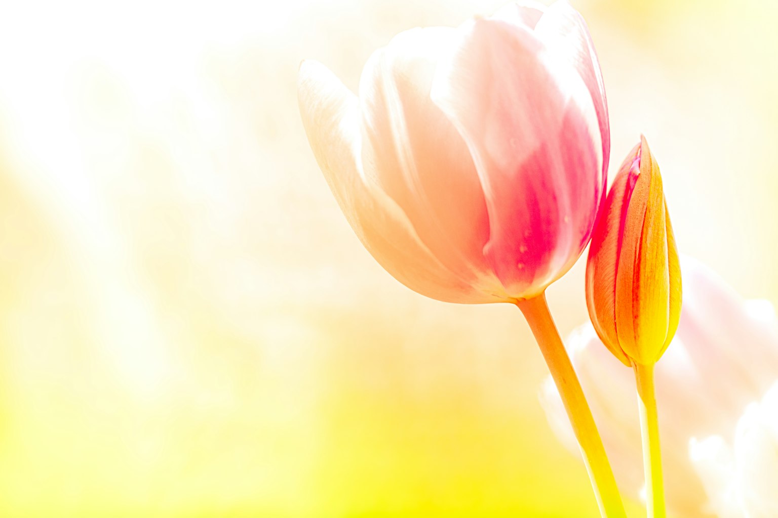 Fiore di tulipano dai colori tenui e bocciolo su sfondo luminoso