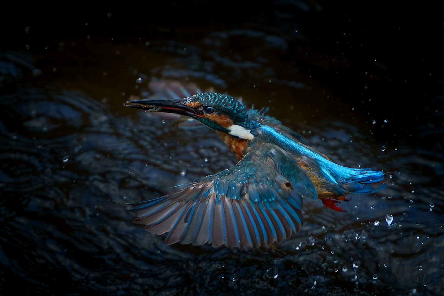 Un colorato martin pescatore blu che vola fuori dall'acqua