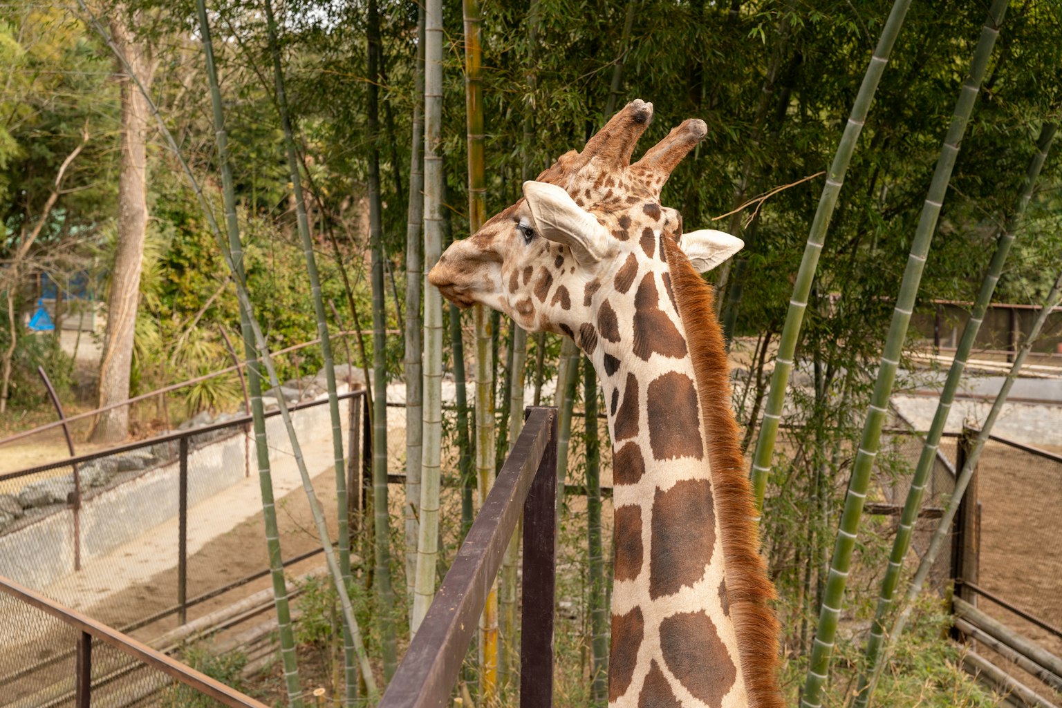 動物園中被綠植環繞的長頸鹿側面
