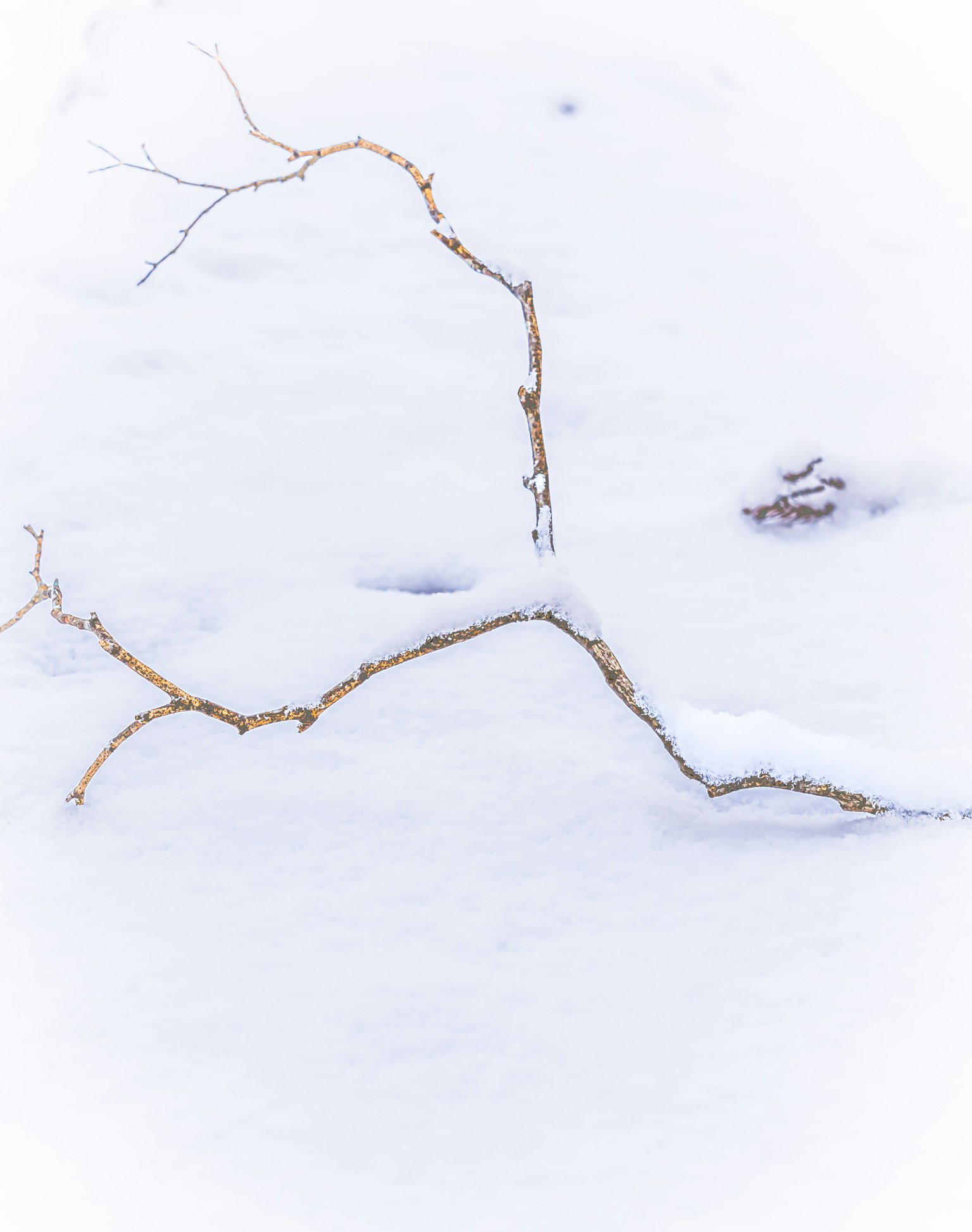 A thin branch resting on white snow
