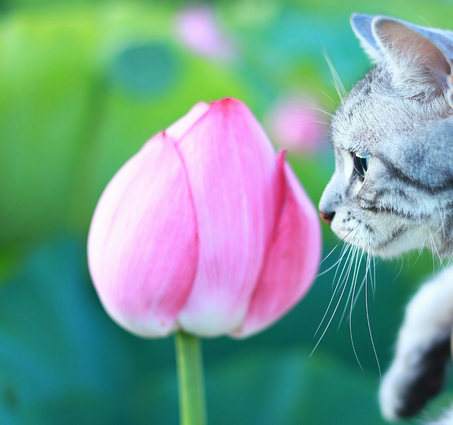 一只猫好奇地观察着一朵粉色的莲花