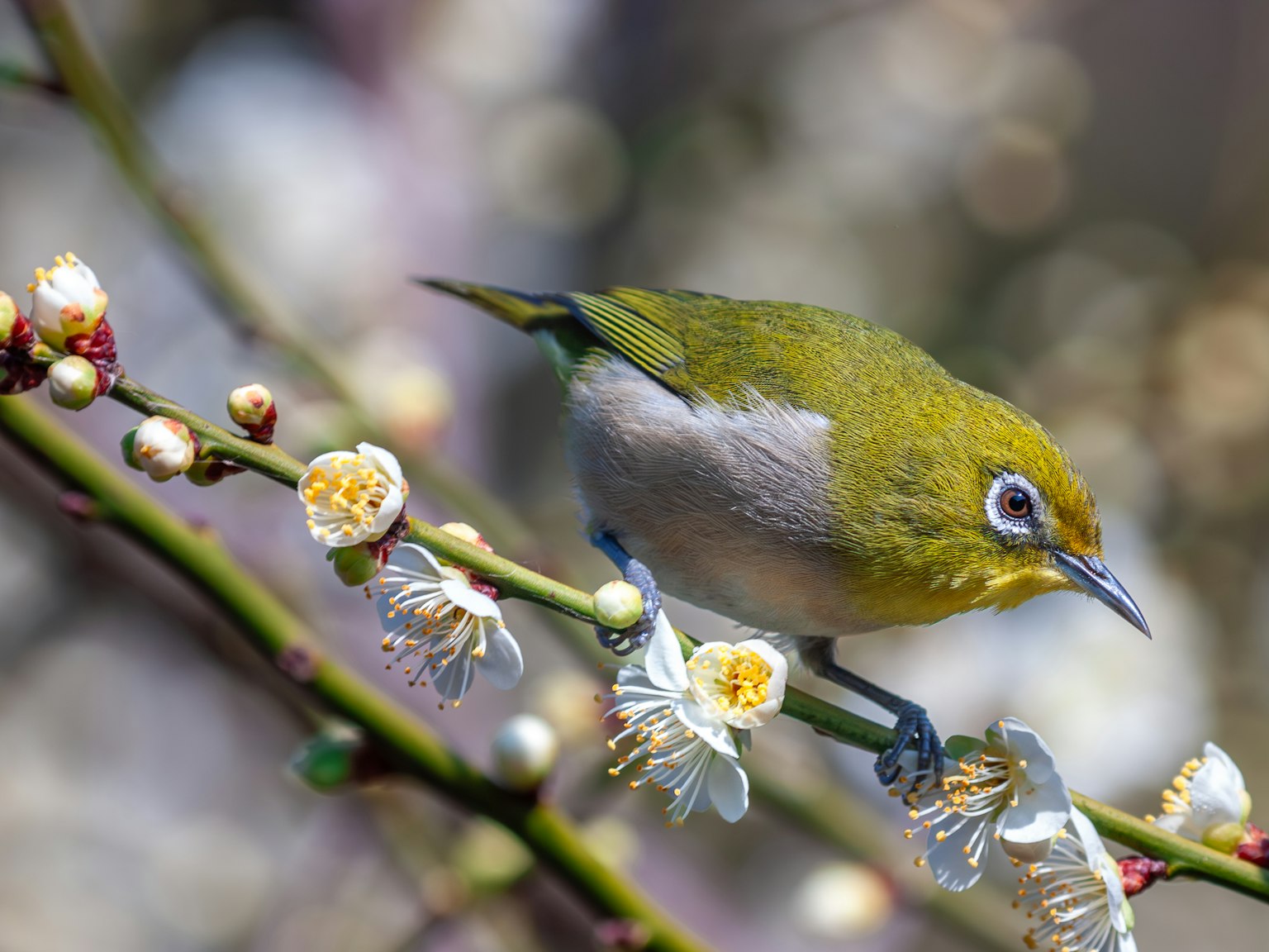 Un petit oiseau vert perché sur une branche fleurie