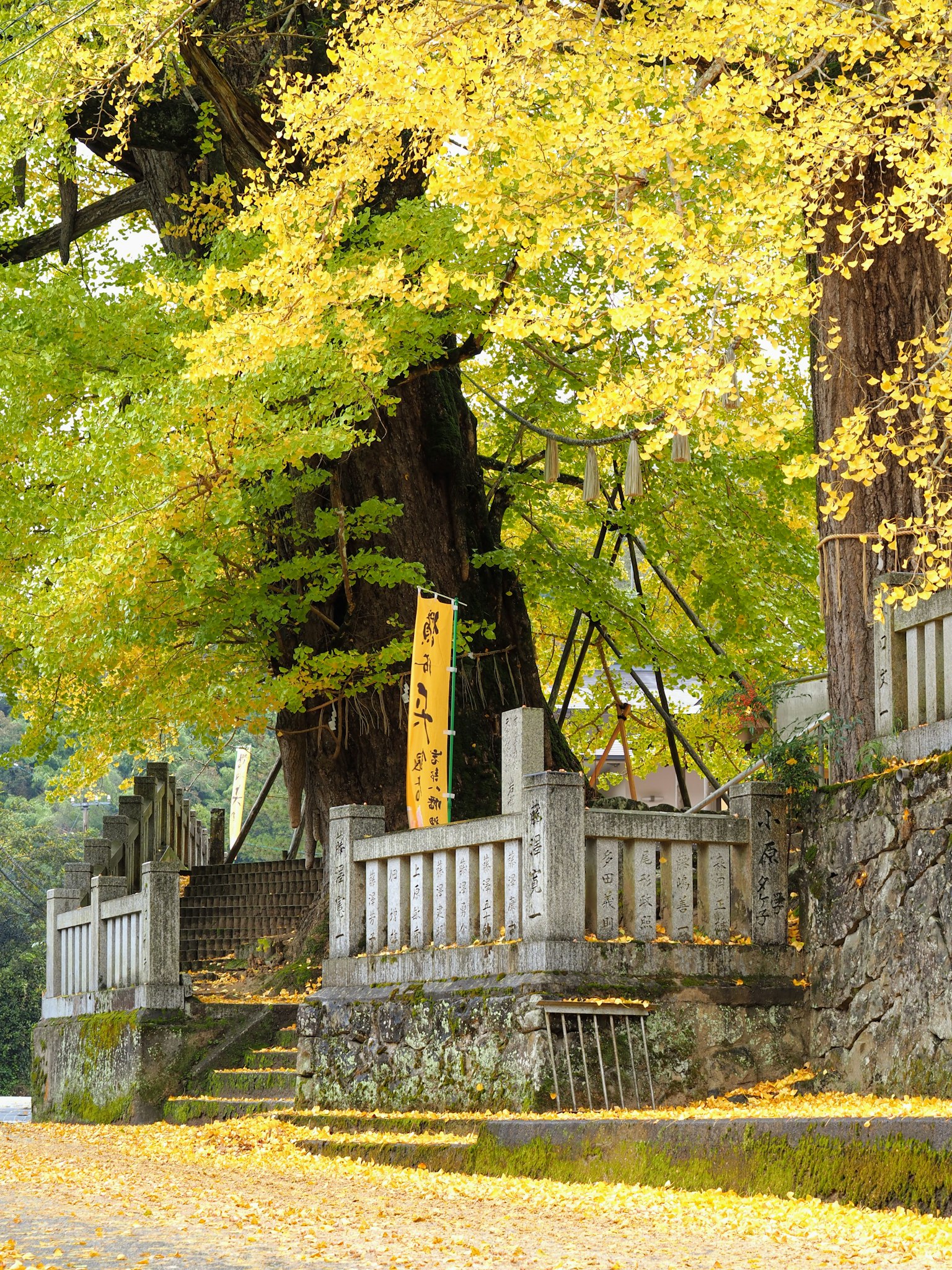 A serene spot featuring a large tree with yellow leaves and stone railings