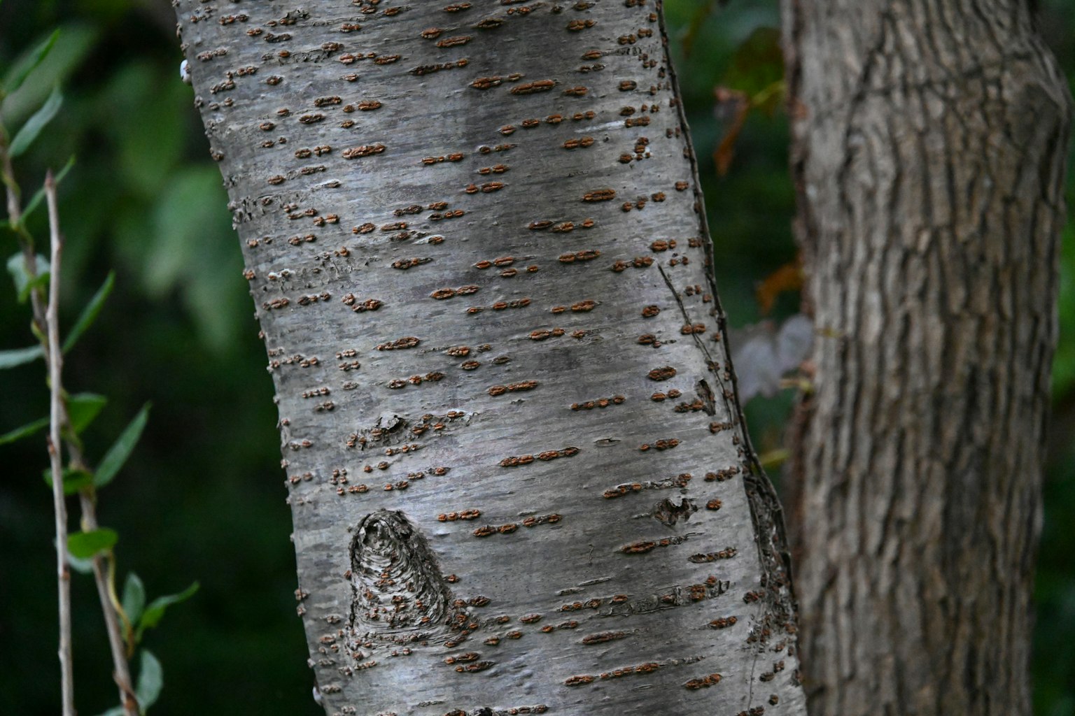 Gros plan de l'écorce d'un arbre montrant une texture et des motifs uniques