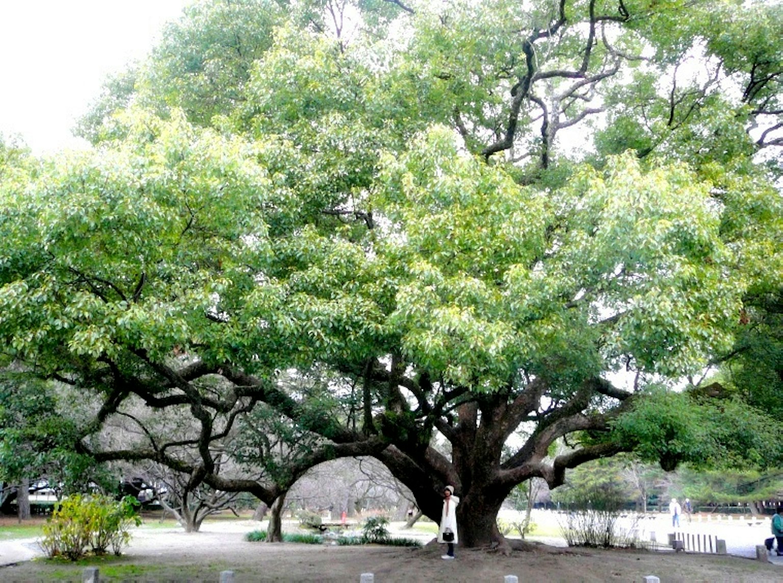 Großer Baum mit üppigem grünem Laub und umliegenden Pflanzen