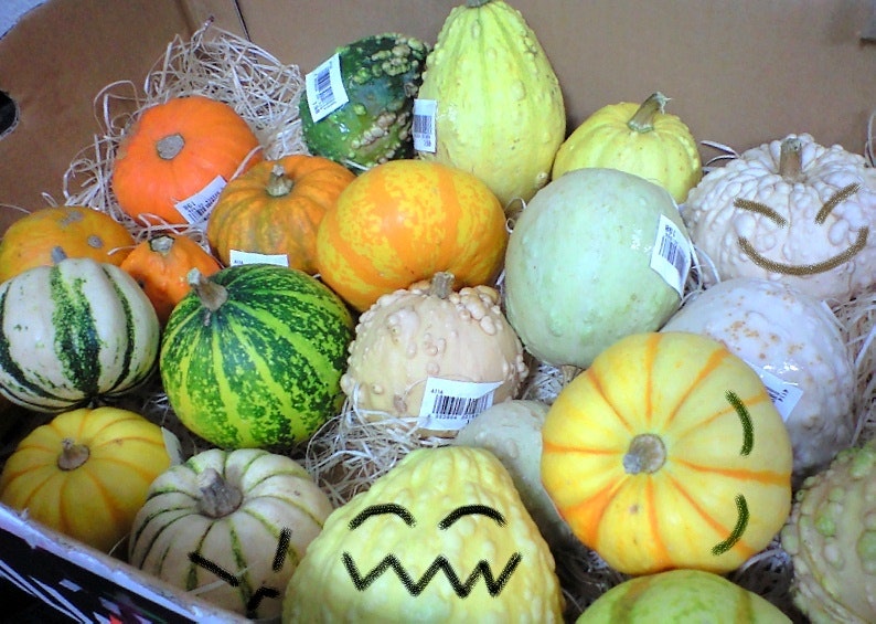 Assorted pumpkins and melons