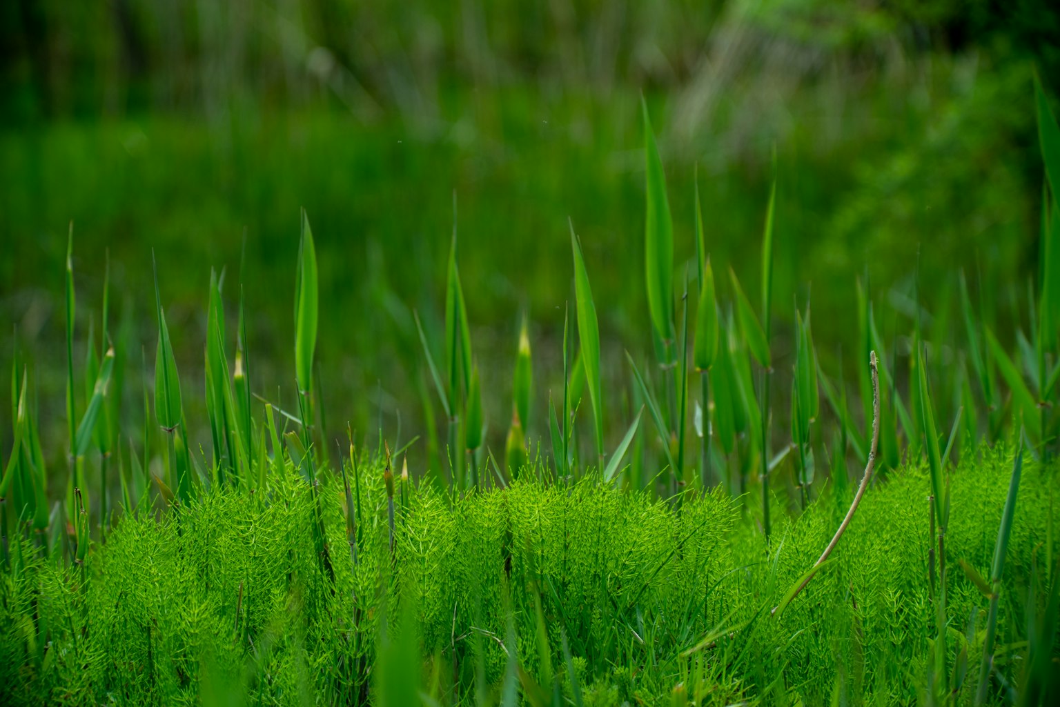 Hierba verde exuberante y plantas acuáticas en un entorno natural