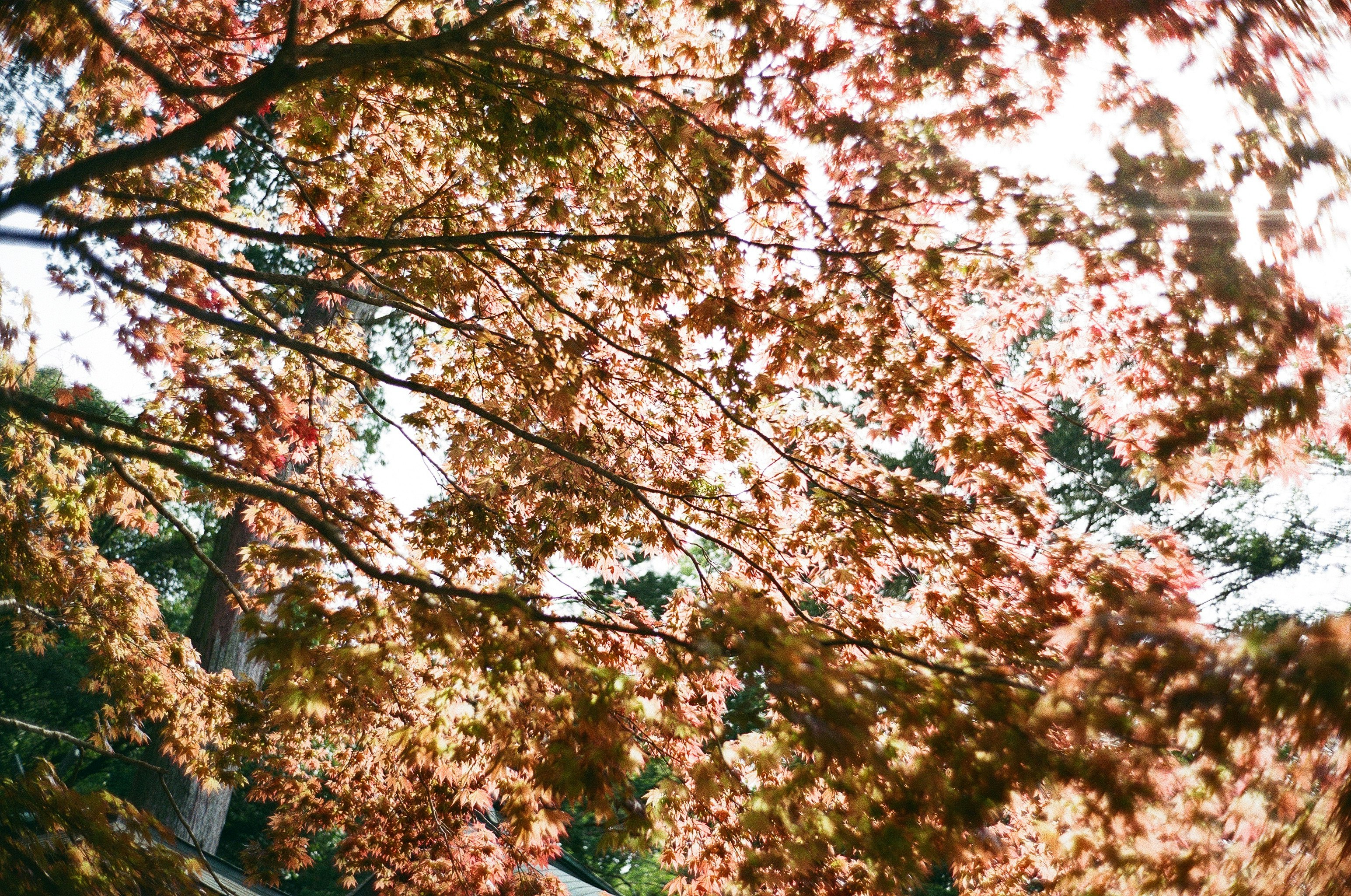 桜の花が枝いっぱいに咲く春の木々