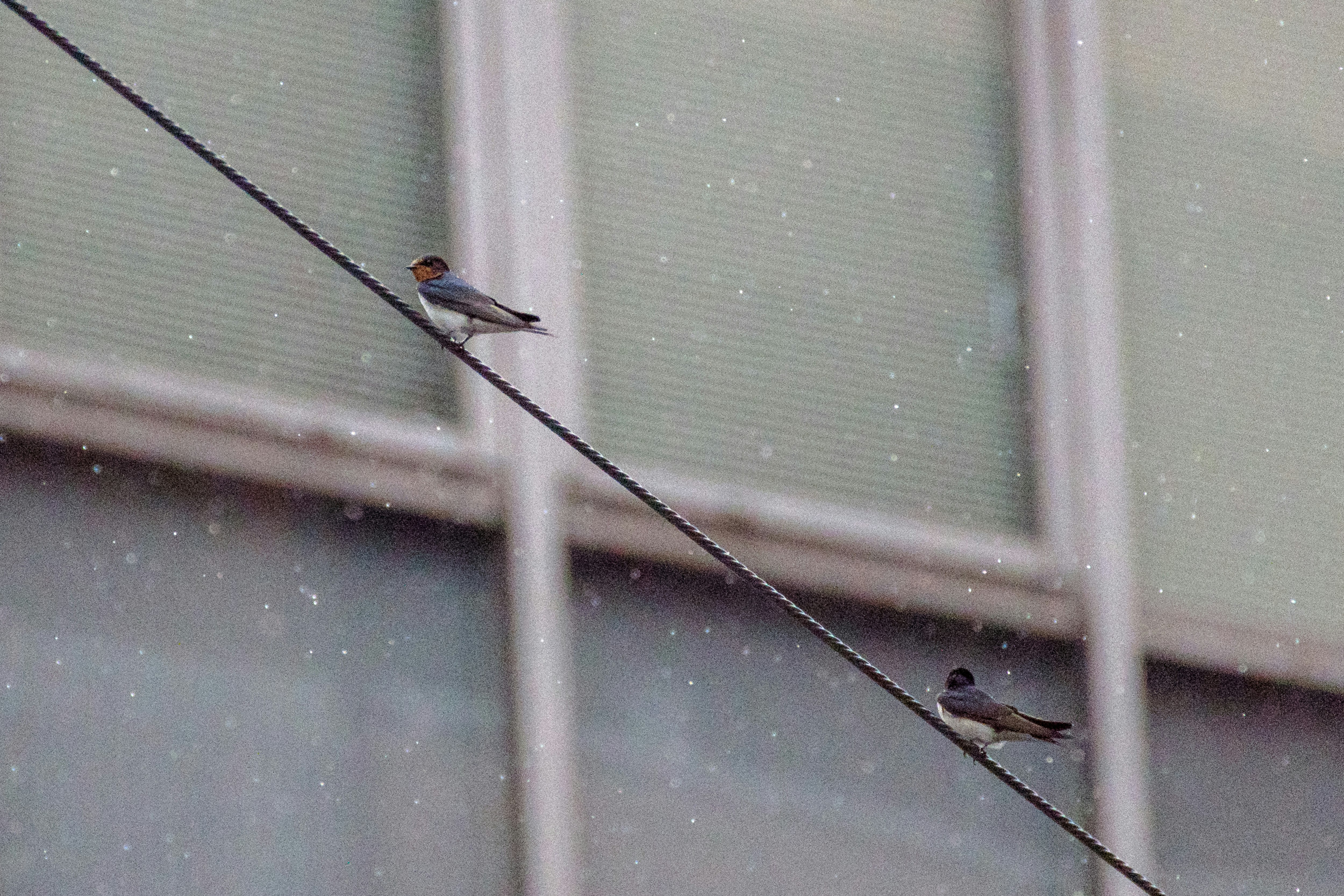 kleine Vögel hinter einer Glasscheibe