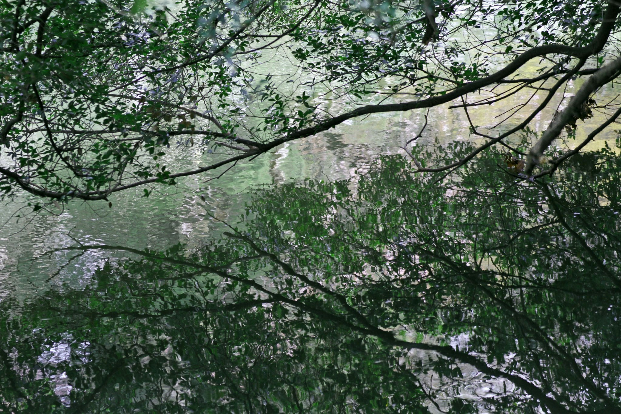 桜の枝と新緑の並木の向こうに霞む景色
