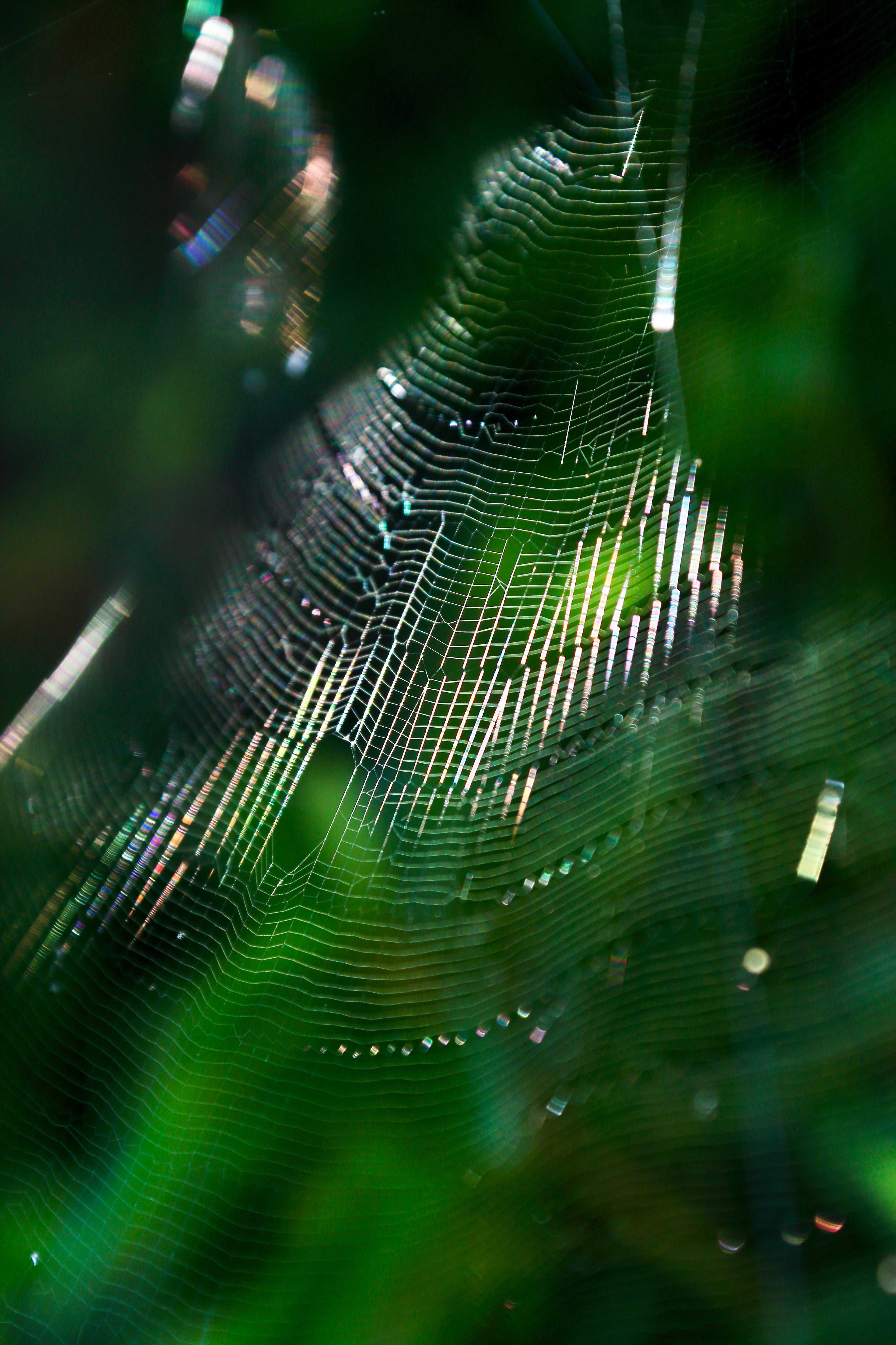 web strands like threads of light