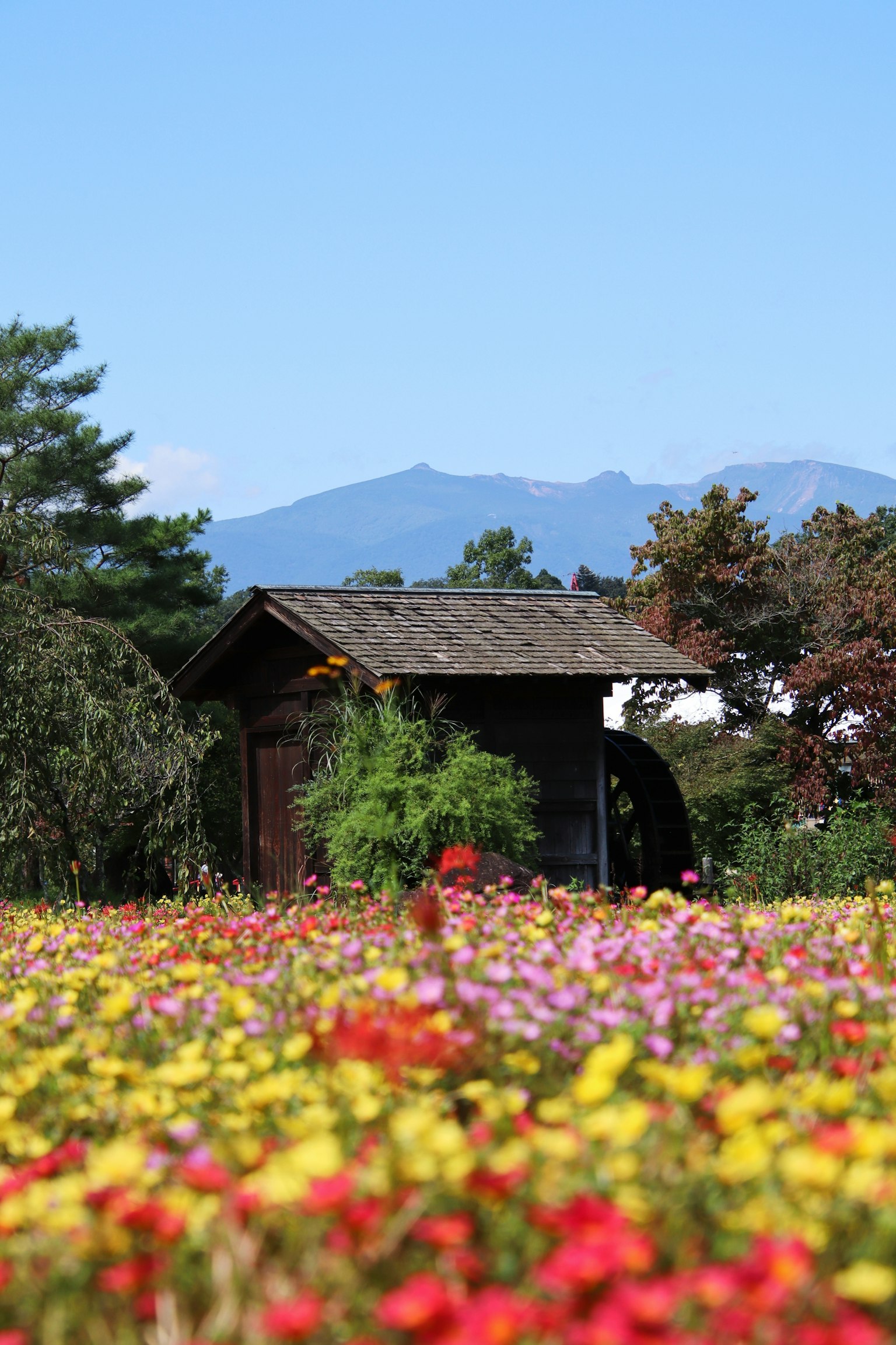 Eine malerische Ansicht von bunten Blumen unter einem blauen Himmel mit einer kleinen Holzhütte