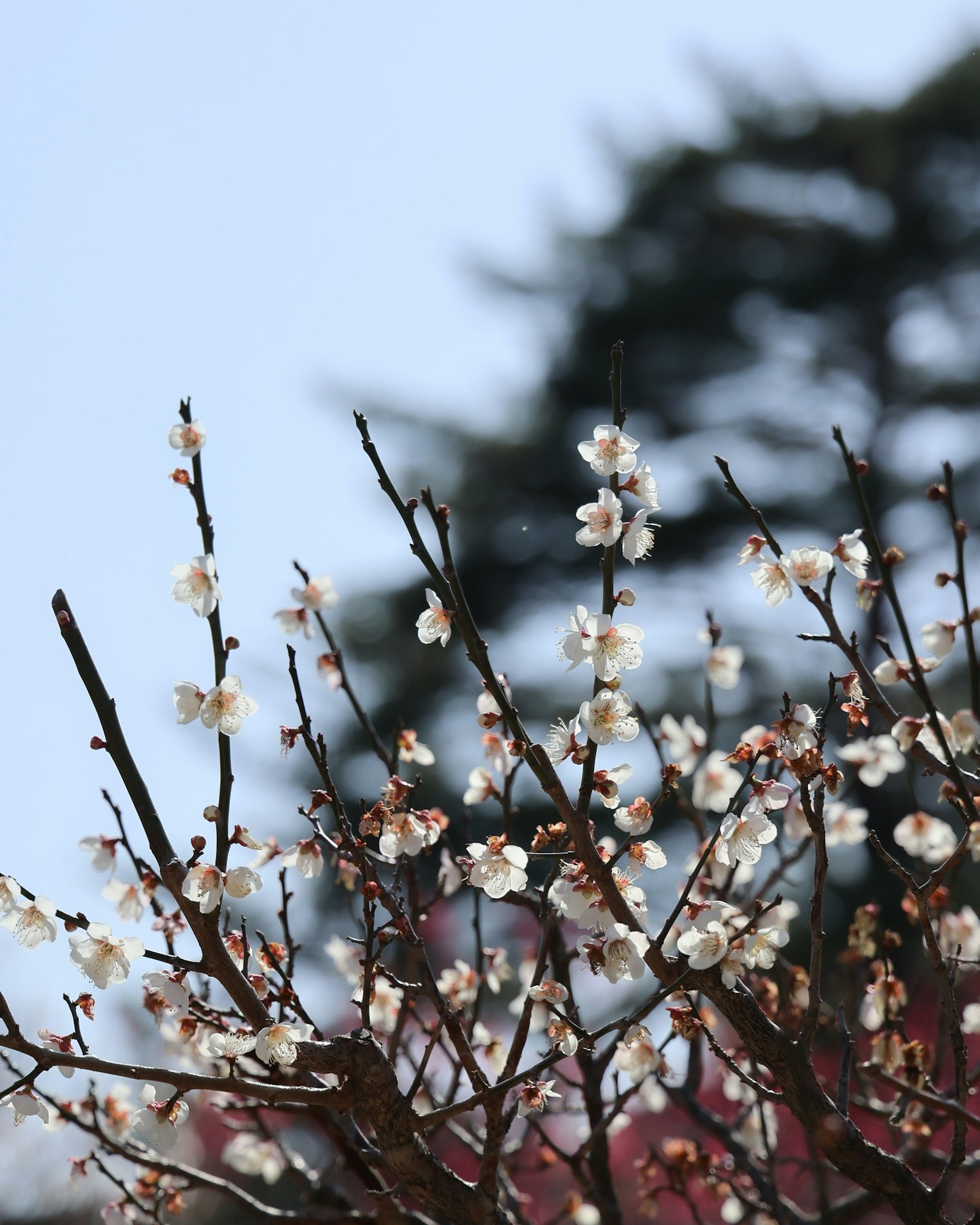 Fleurs de prunier blanches sur des branches sous un ciel bleu