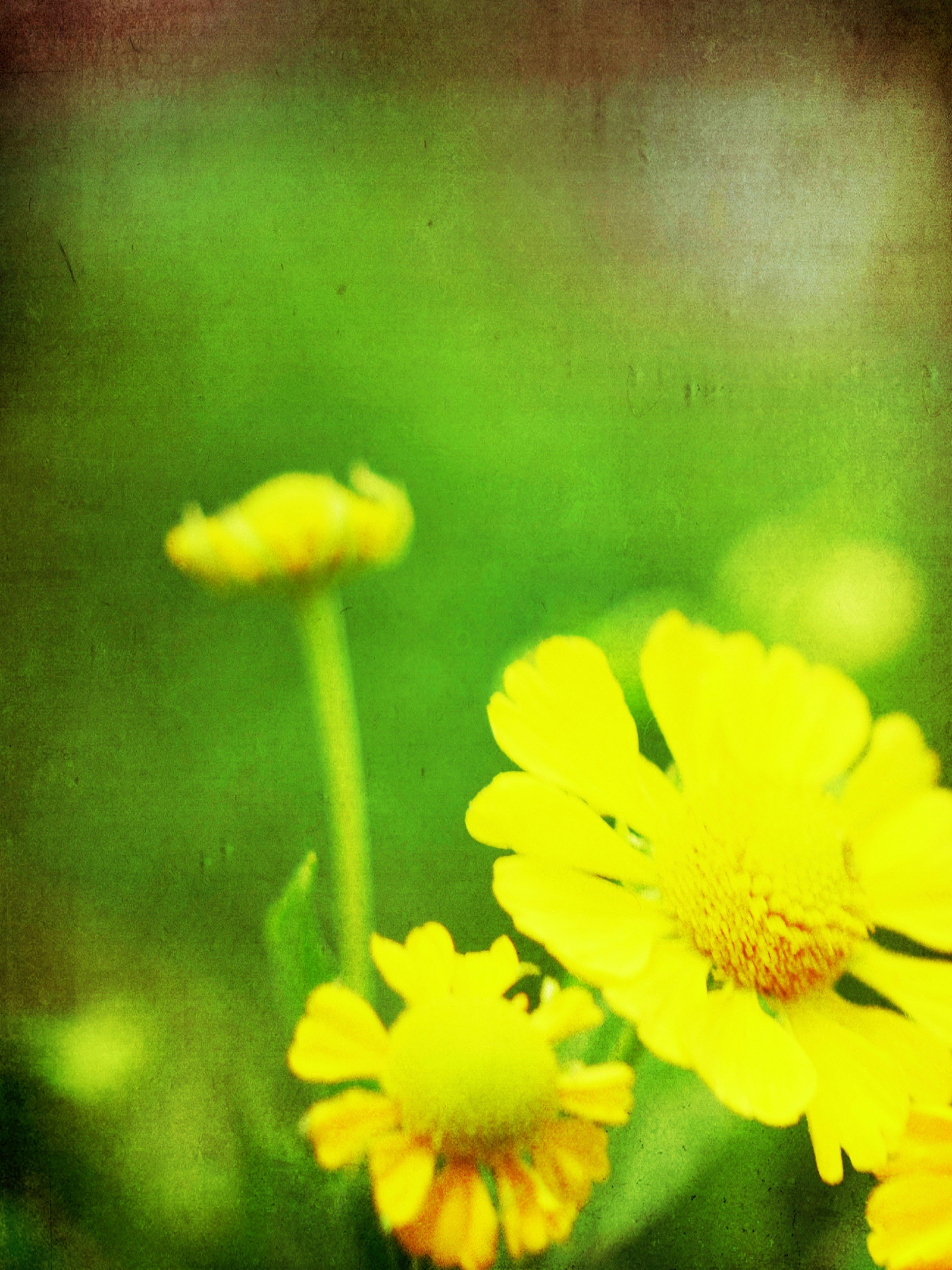 Cận cảnh hoa vàng với hiệu ứng bokeh mềm trên bãi cỏ