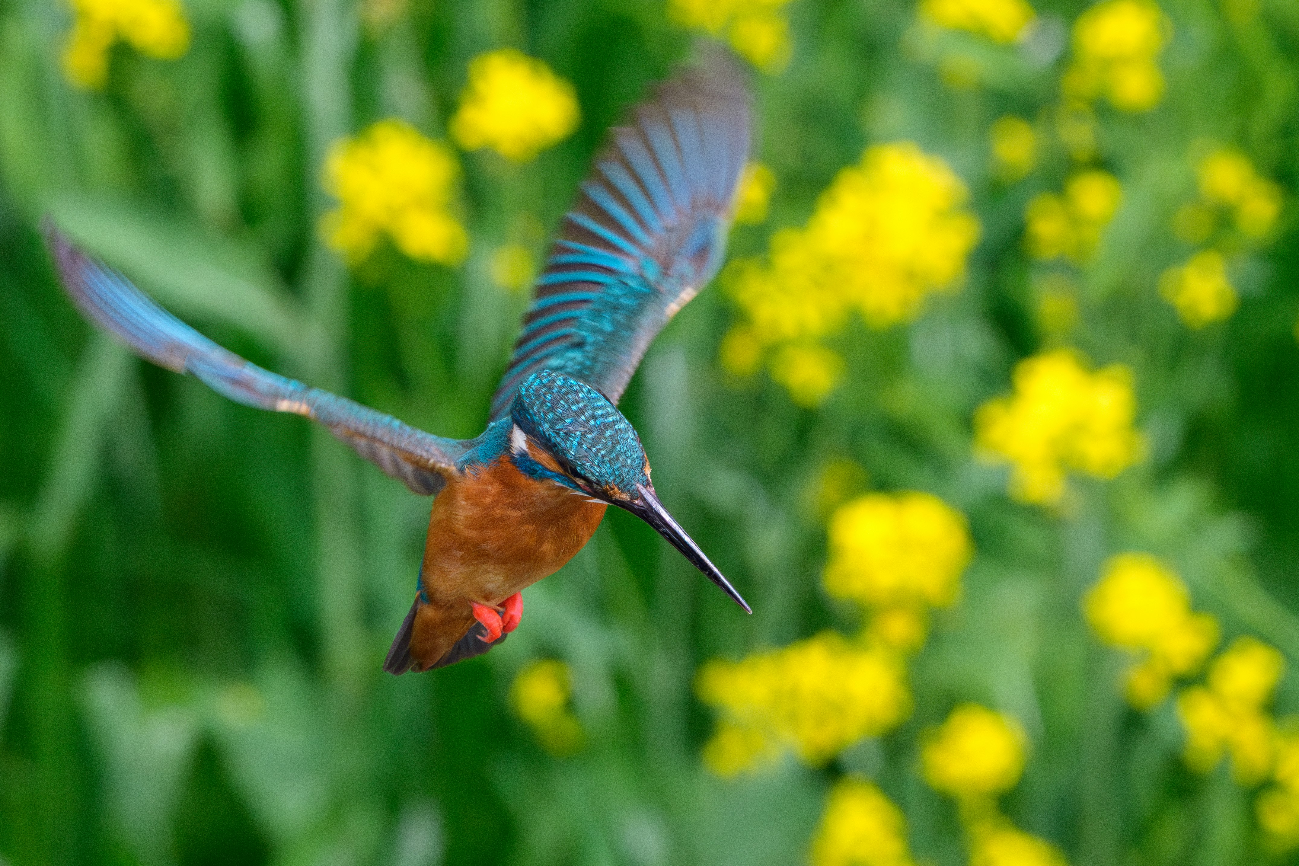 菜の花畑を背景に飛ぶカワセミ