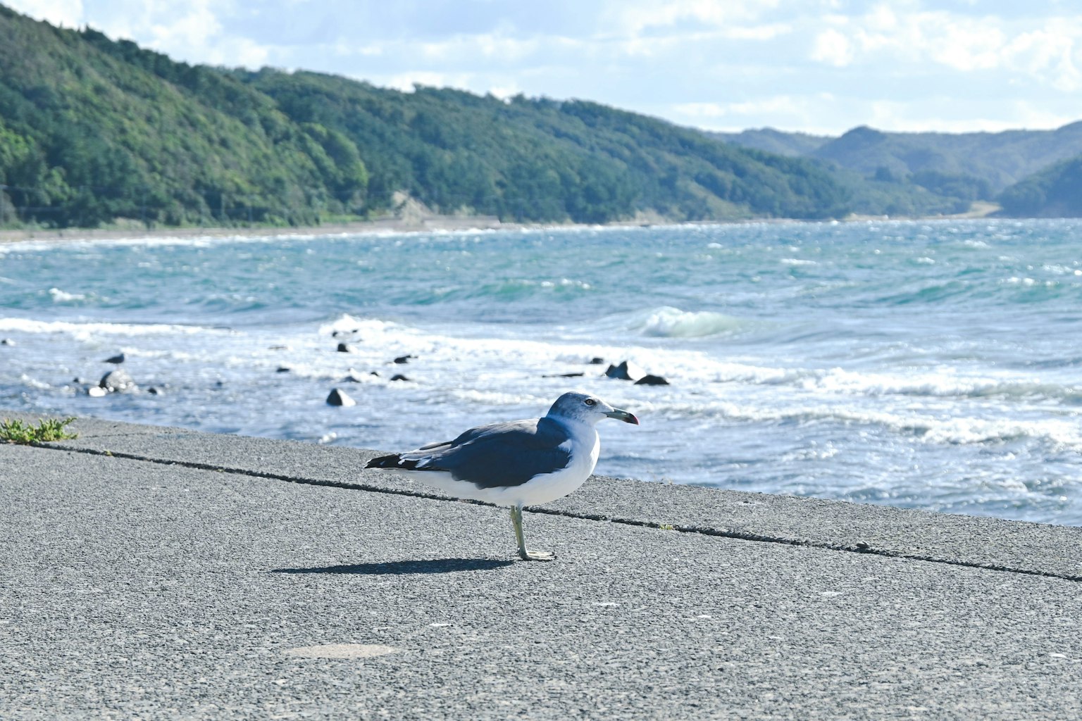 Mouette debout au bord de la mer avec des vagues en arrière-plan