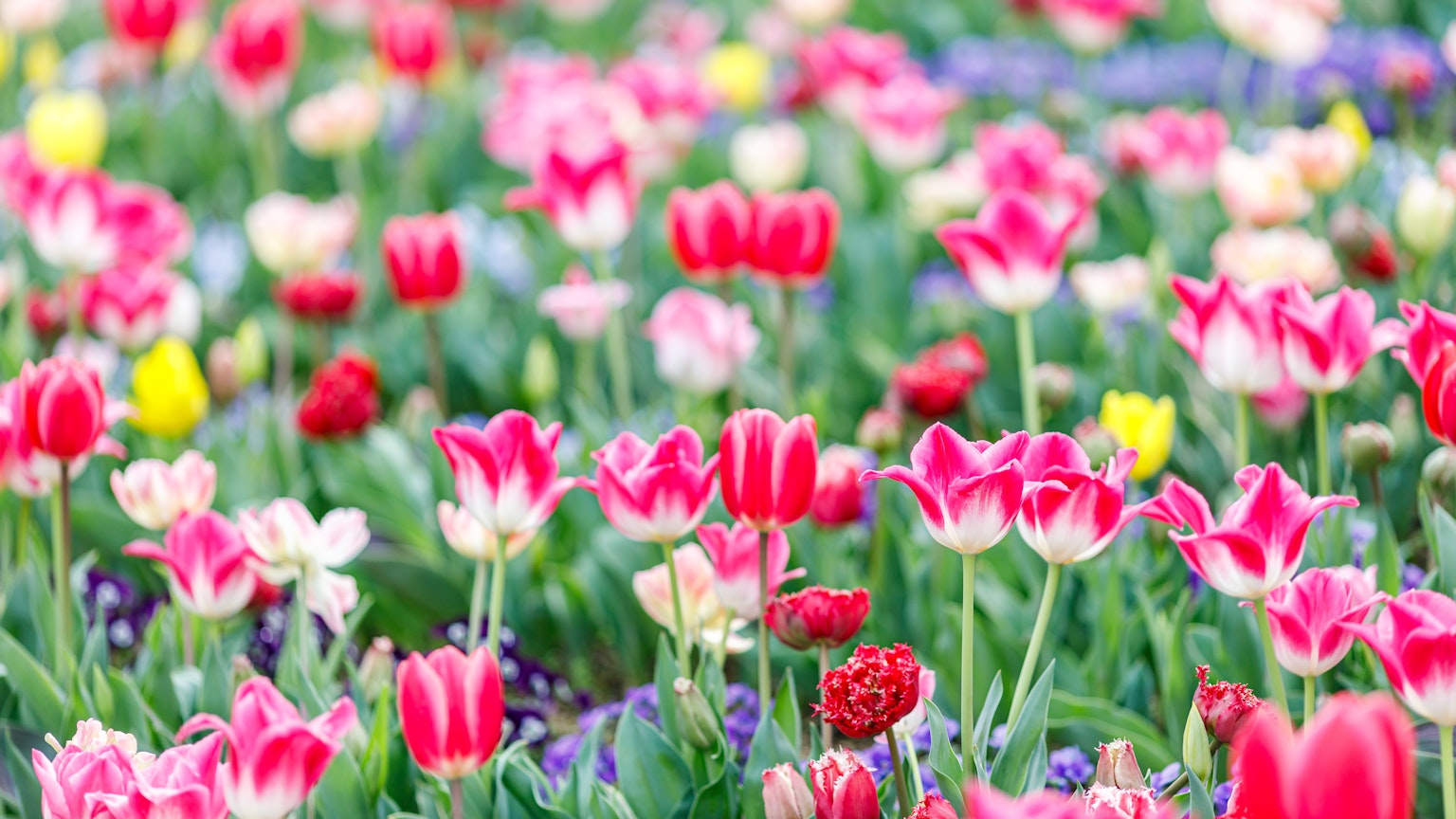 Một khu vườn đẹp đầy hoa tulip rực rỡ khoe sắc