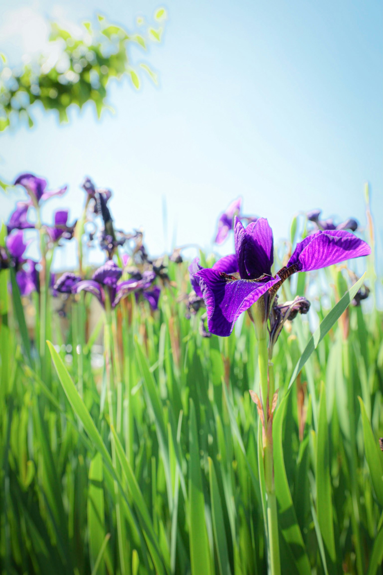 Campo de flores moradas rodeado de hierba verde bajo un cielo azul