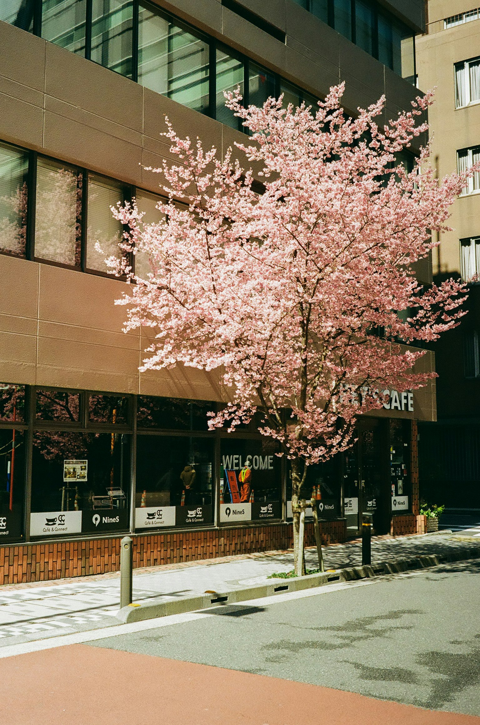 Pohon bunga sakura merah jambu di depan kafe di jalan