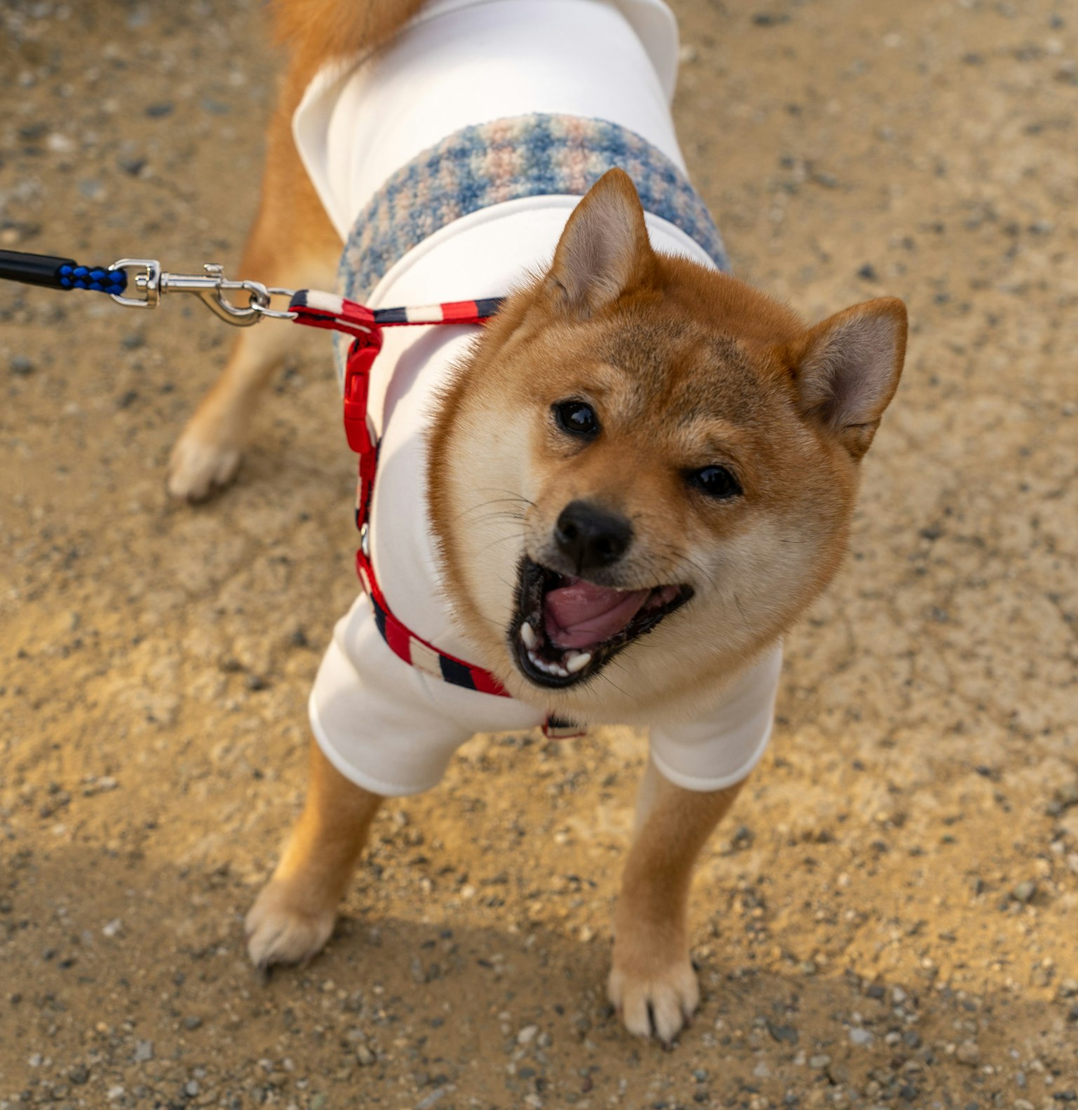 Ein fröhlicher Shiba Inu, der draußen ein lässiges Outfit trägt
