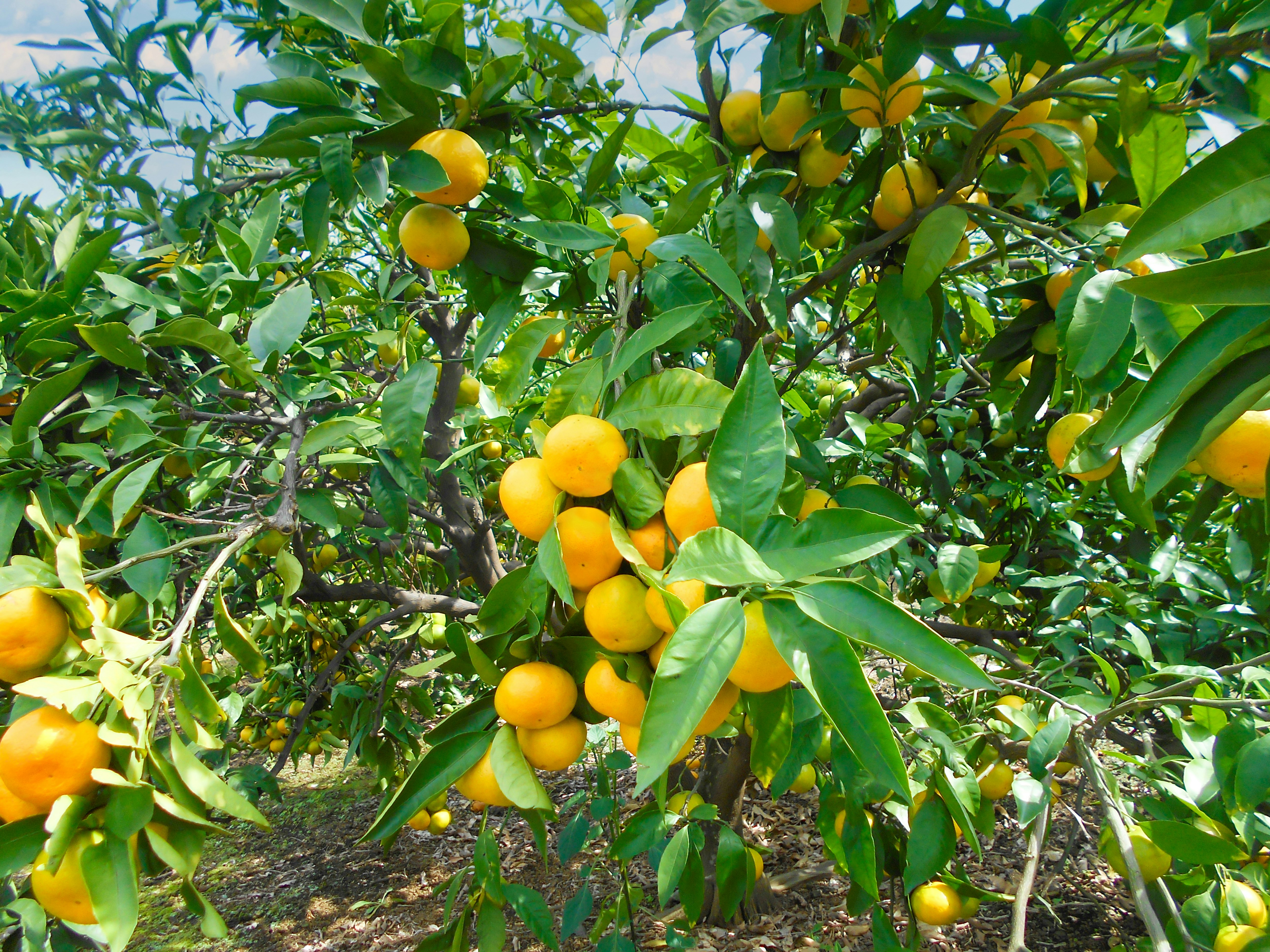 Scene of an orange tree laden with ripe fruits