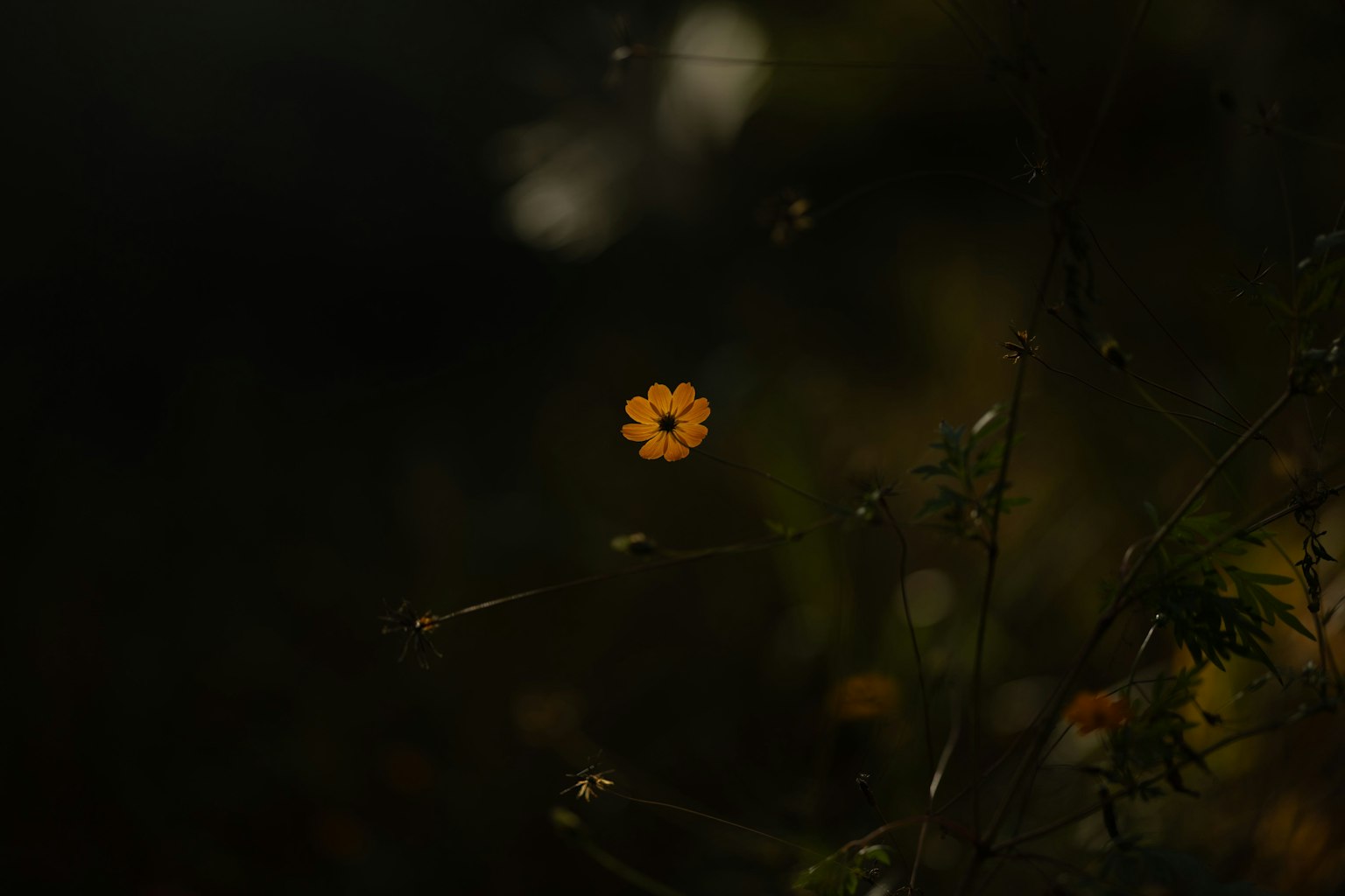 Une seule fleur orange se détache sur un fond sombre