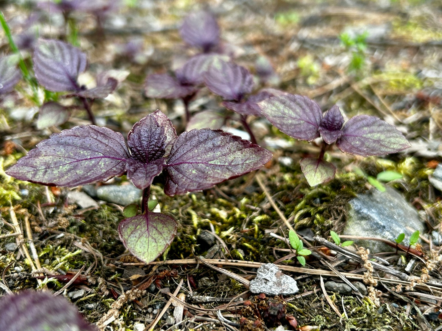 Piccole piante con foglie viola che crescono sul terreno