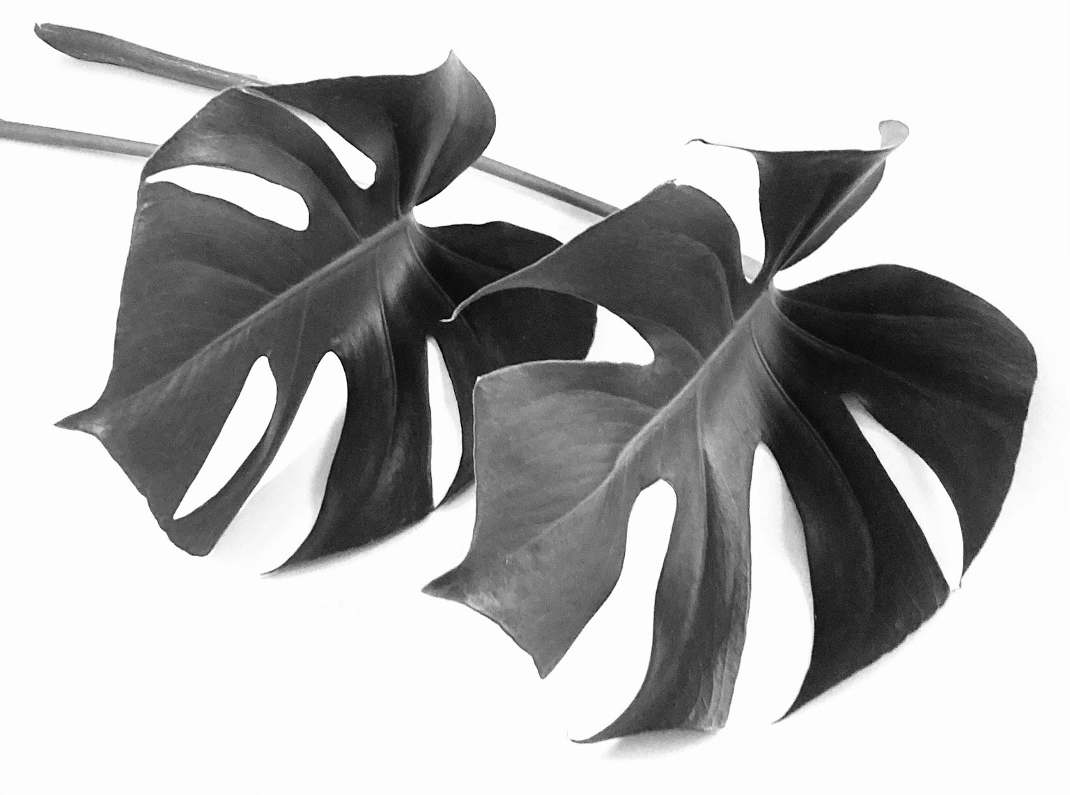 Monstera leaves in black and white