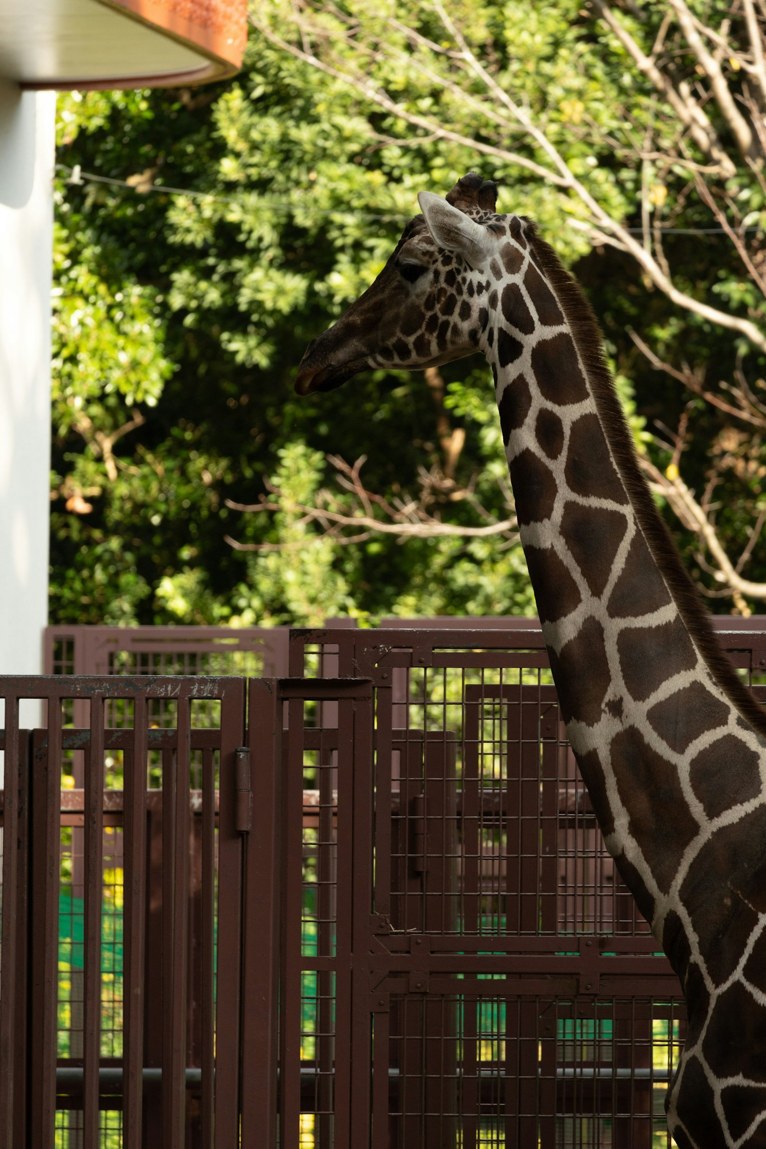 Kopf und Hals einer Giraffe in einem Zoo mit grünen Bäumen im Hintergrund